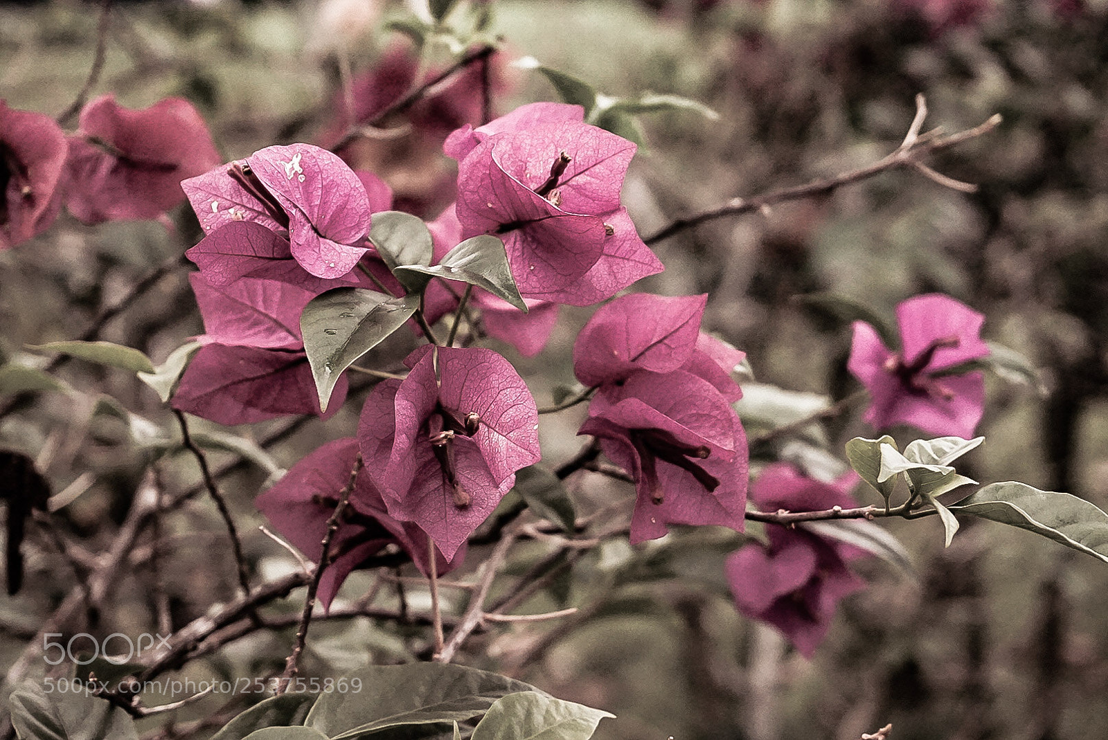 Sony Alpha a5000 (ILCE 5000) sample photo. Pinks and browns photography