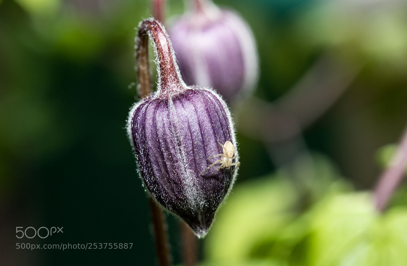 Canon EOS 750D (EOS Rebel T6i / EOS Kiss X8i) sample photo. Clematis montana photography