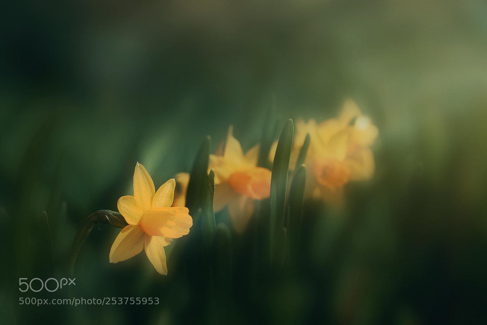Canon EOS 80D sample photo. Narcissus photography
