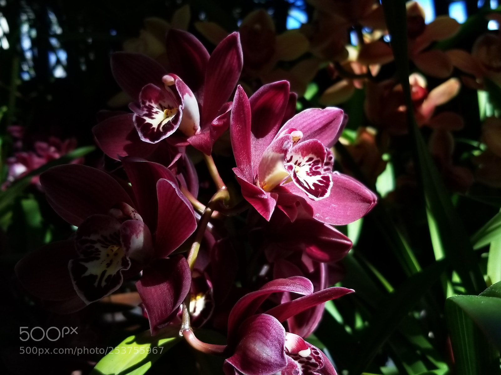 Samsung Galaxy S8+ sample photo. Orchid 1 photography