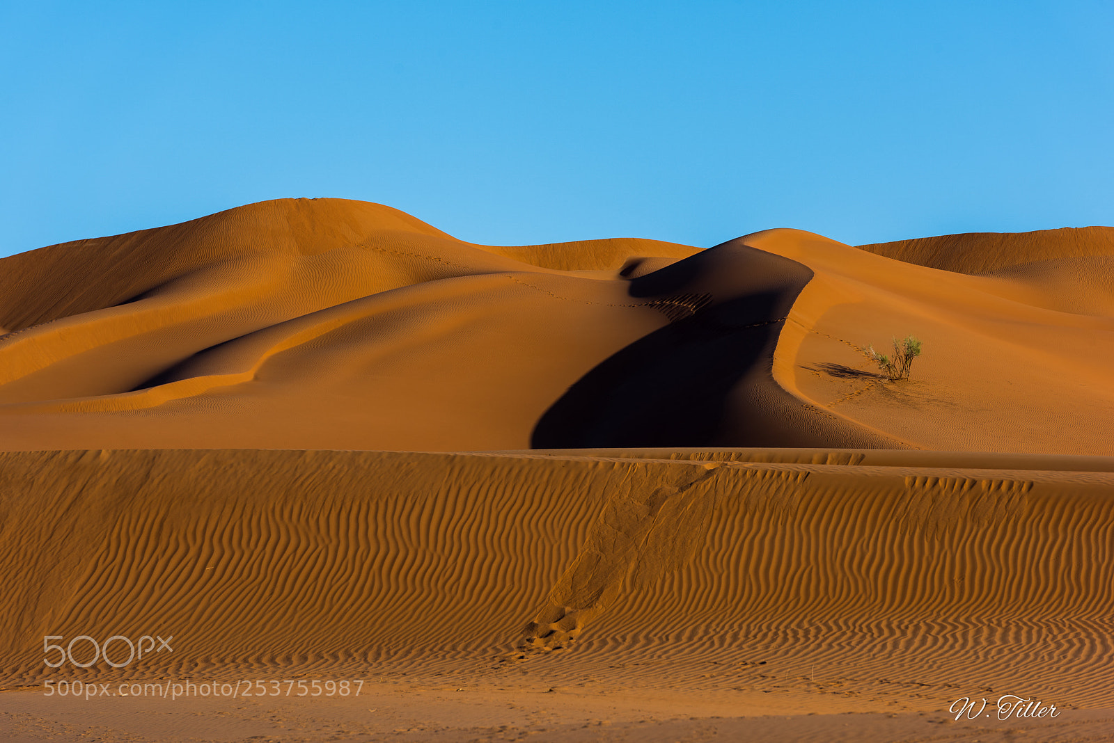 Nikon D810 sample photo. Rub al kakli photography
