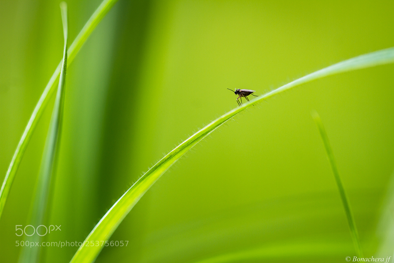 Canon EOS 7D sample photo. Dans les herbes... photography