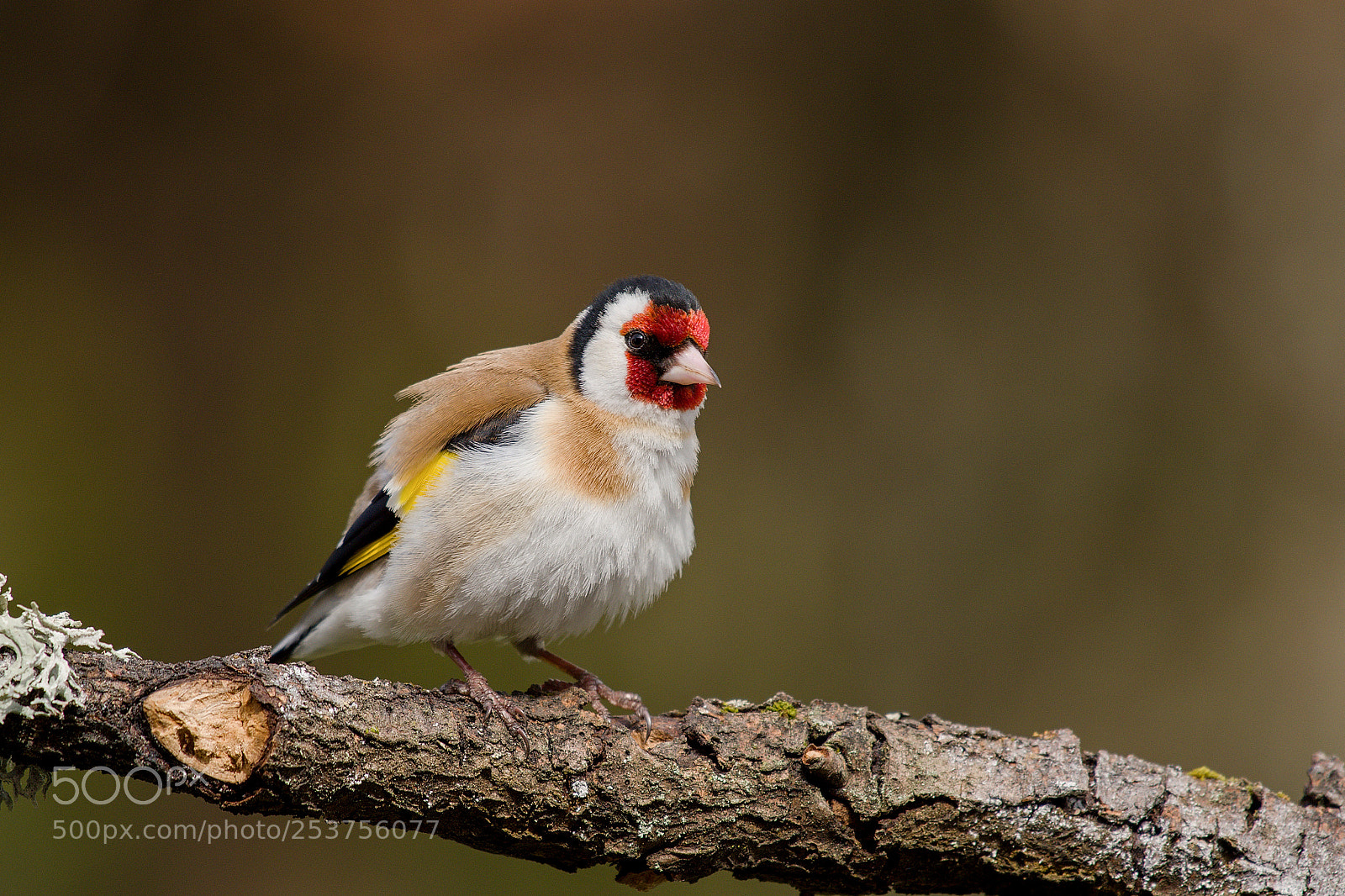 Nikon D500 sample photo. Goldfinch photography