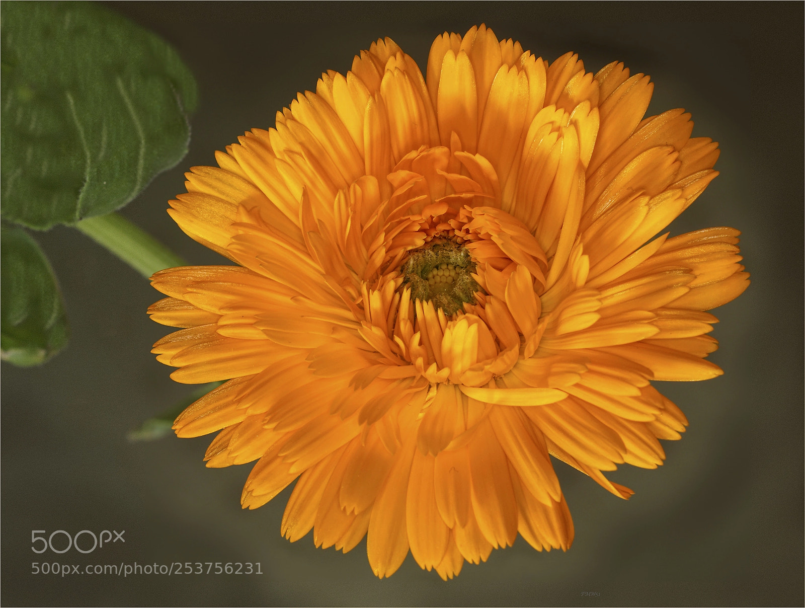 Sony ILCA-77M2 sample photo. Ringelblume photography