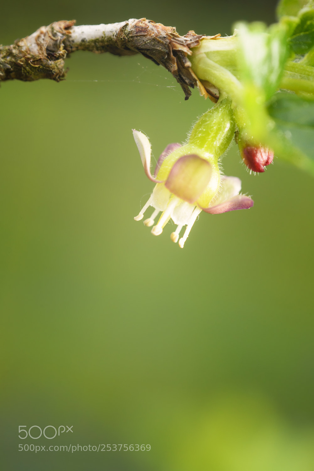 Nikon D610 sample photo. Buddy photography