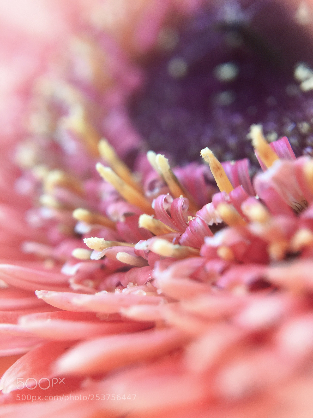 Apple iPhone 6 Plus sample photo. Flower power photography
