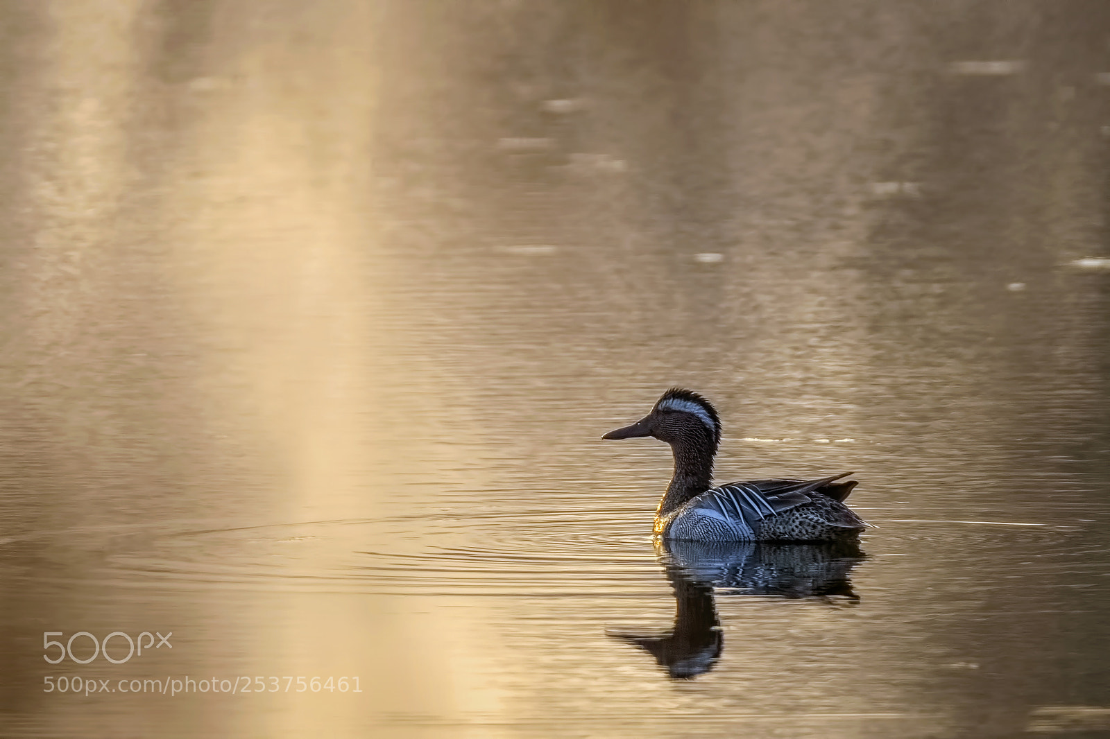 Nikon D7200 sample photo. Garganey photography