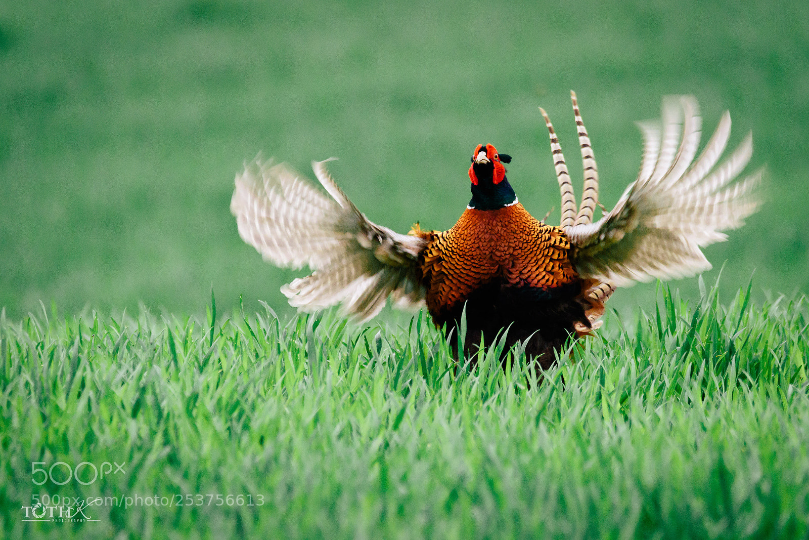 Canon EOS 7D Mark II sample photo. Untitled photography