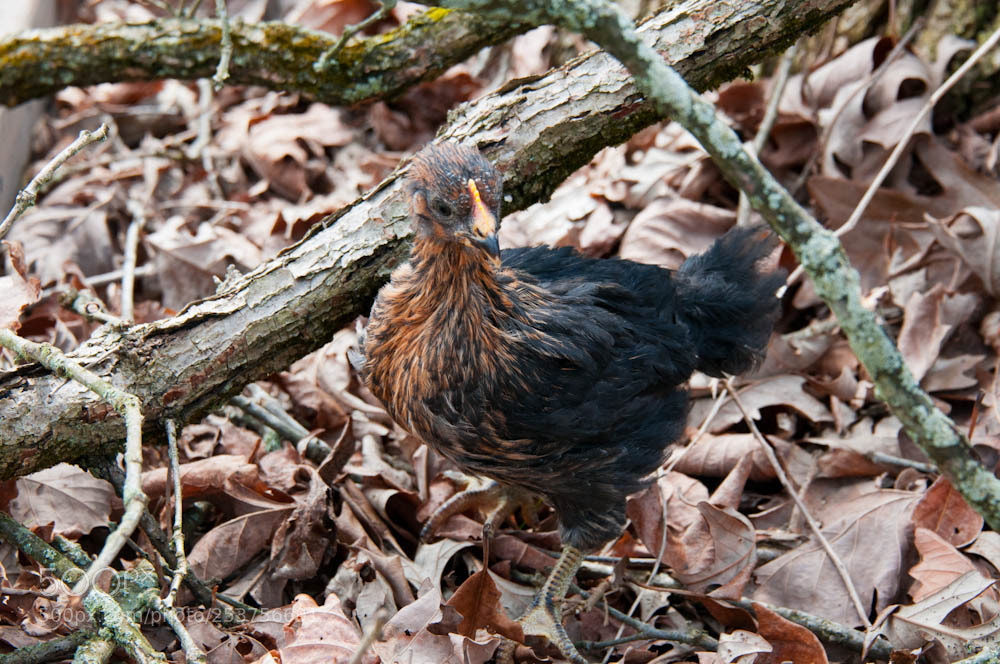 Nikon D300S sample photo. Chicken photography