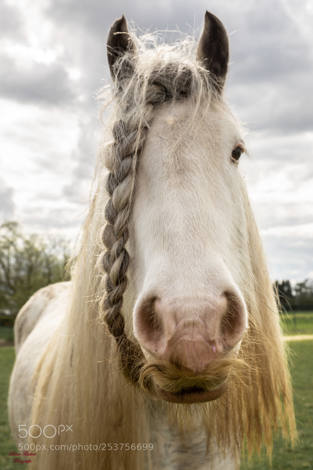 Sony a7R sample photo. Horse shooting photography