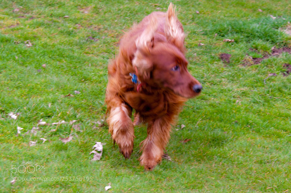 Nikon D300S sample photo. Irish setter photography