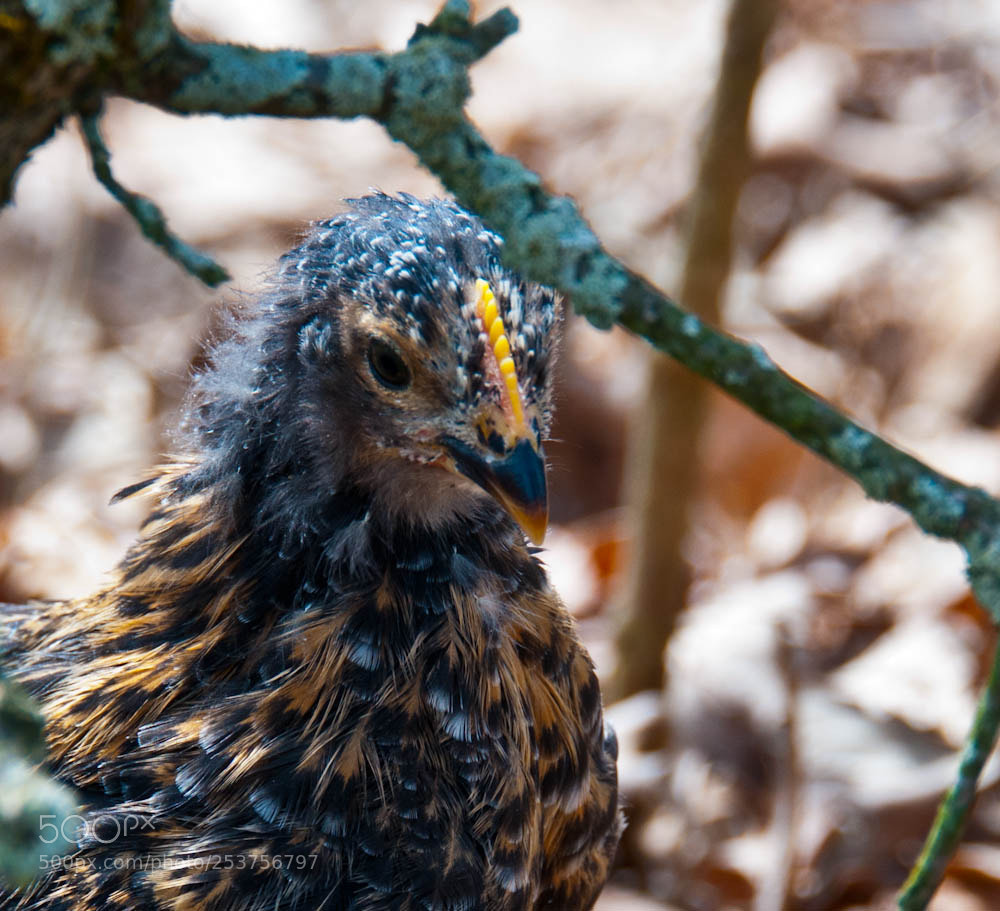 Nikon D300S sample photo. Chicken photography