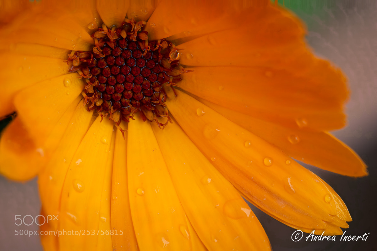 Nikon D810 sample photo. Calendula photography