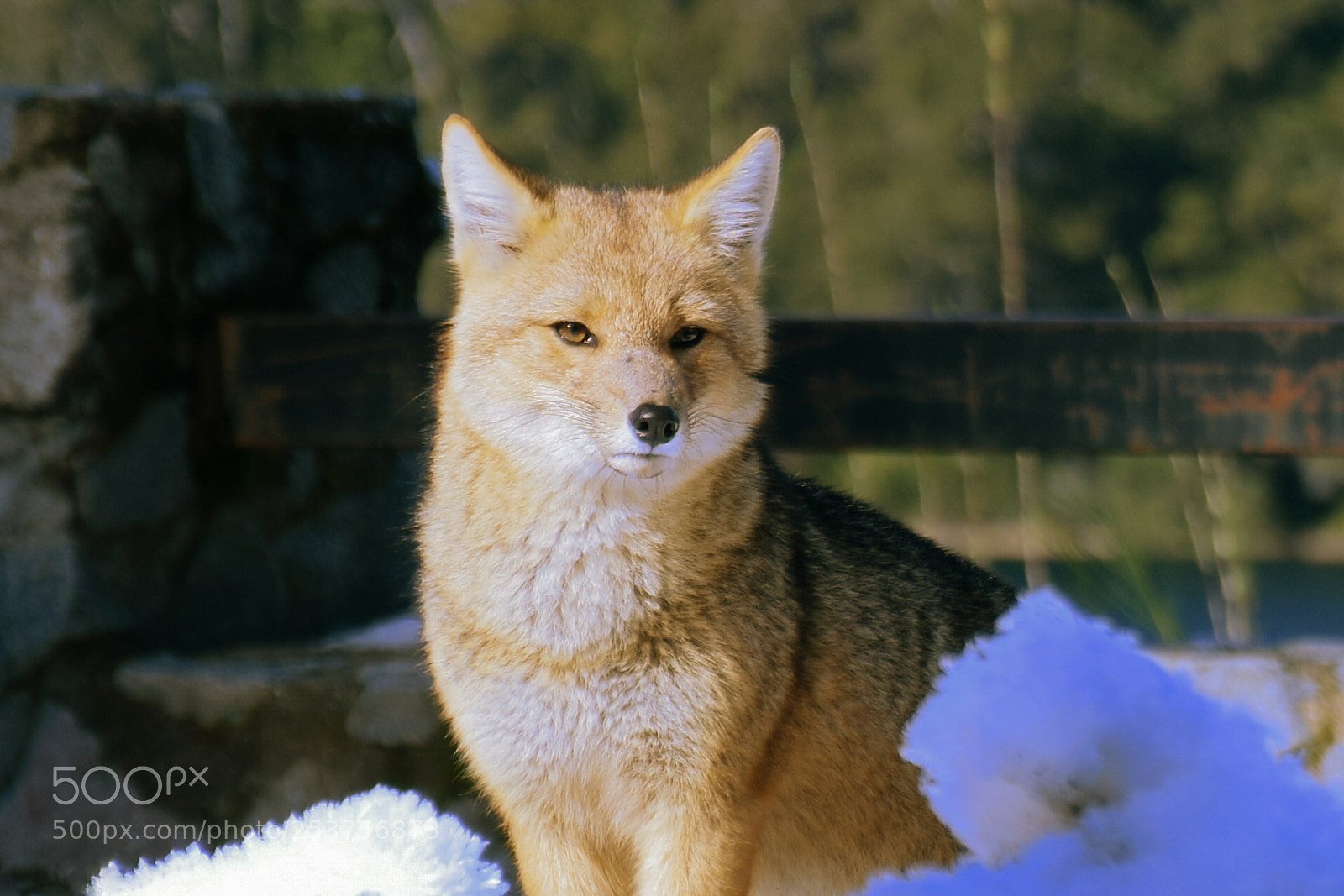 Nikon D5300 sample photo. Fox's gaze photography