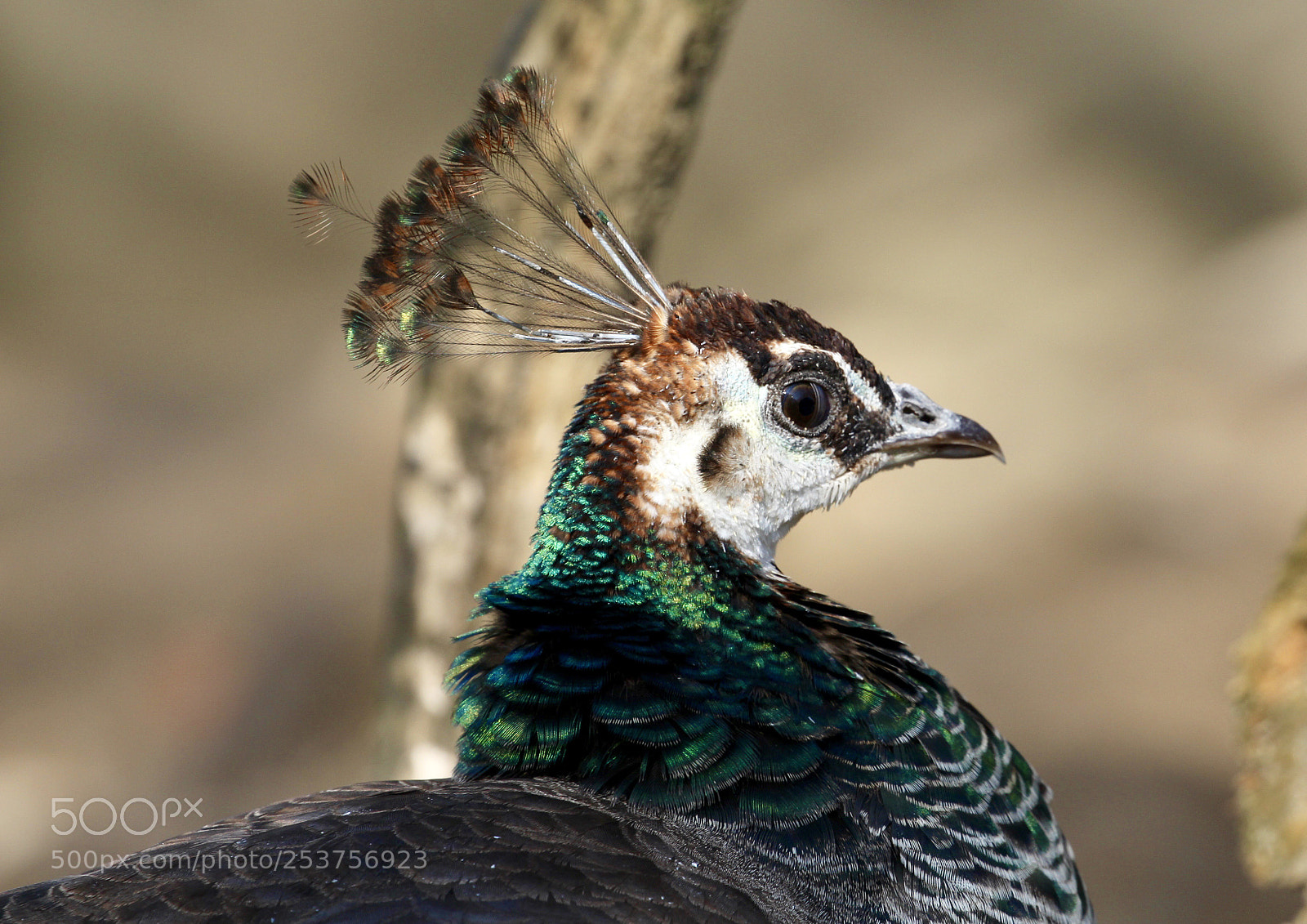 Canon EOS 700D (EOS Rebel T5i / EOS Kiss X7i) sample photo. Peacock  photography