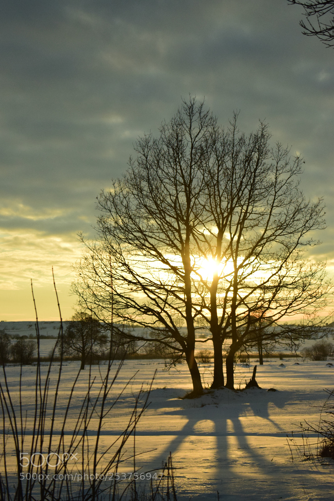 Nikon D5300 sample photo. Tree of life. photography