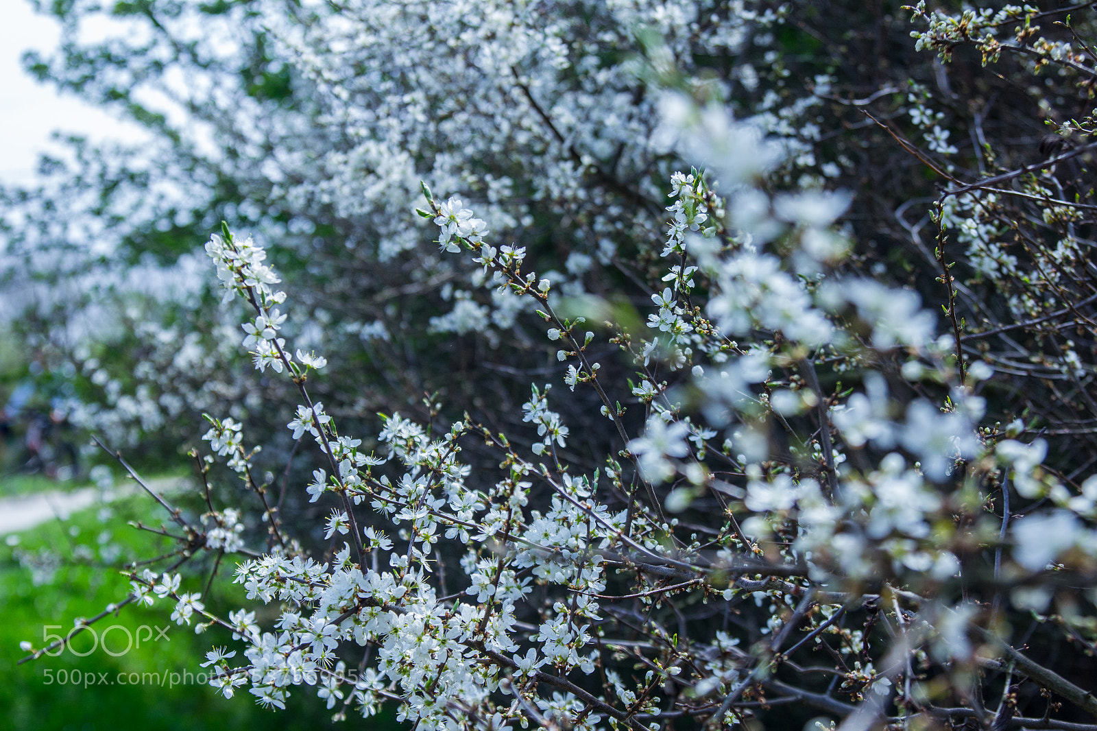 Canon EOS 550D (EOS Rebel T2i / EOS Kiss X4) sample photo. Flowering hawthorn photography