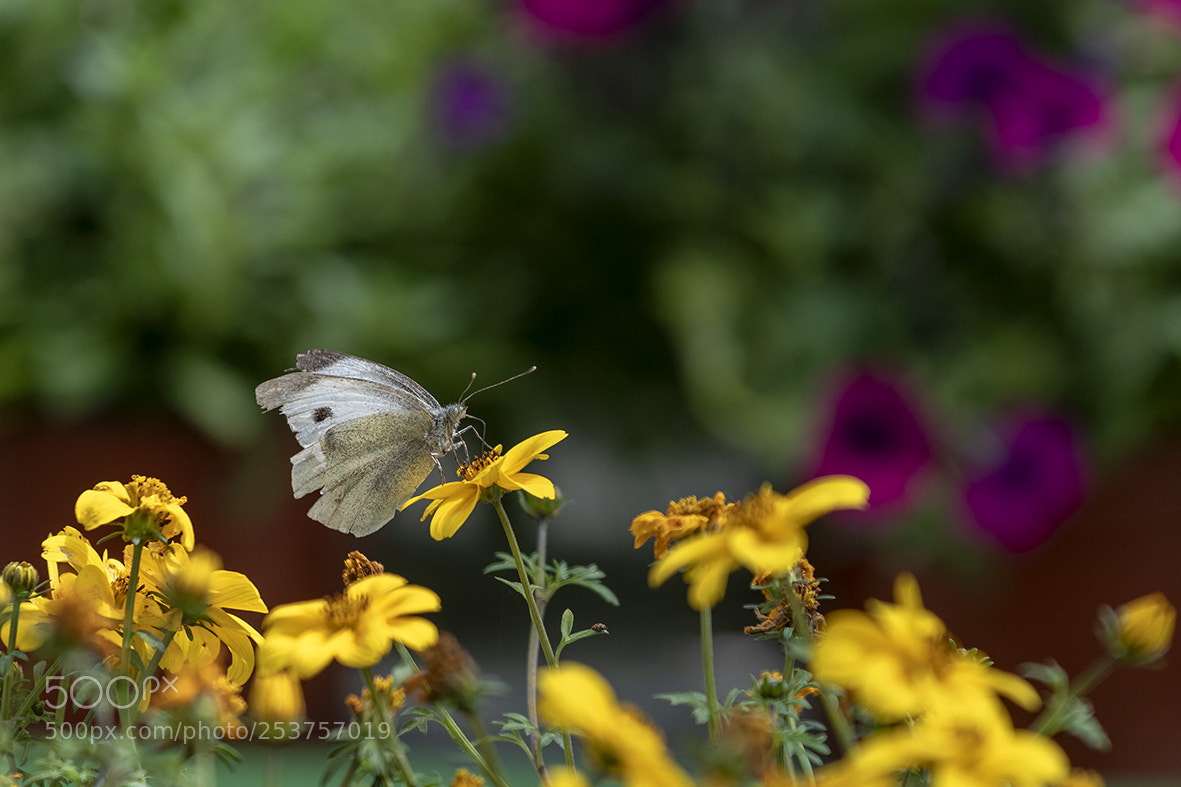 Nikon D850 sample photo. Untitled photography