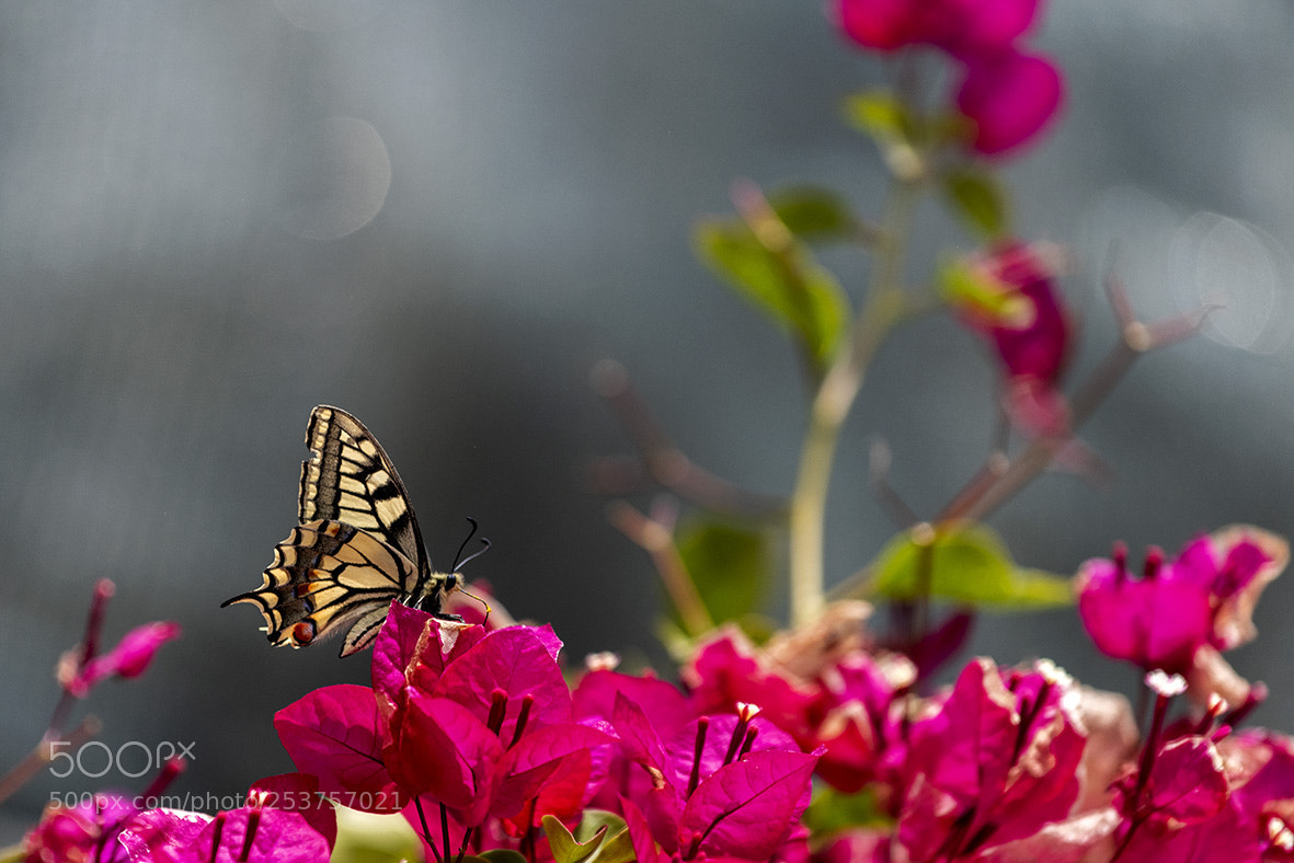Nikon D850 sample photo. Untitled photography
