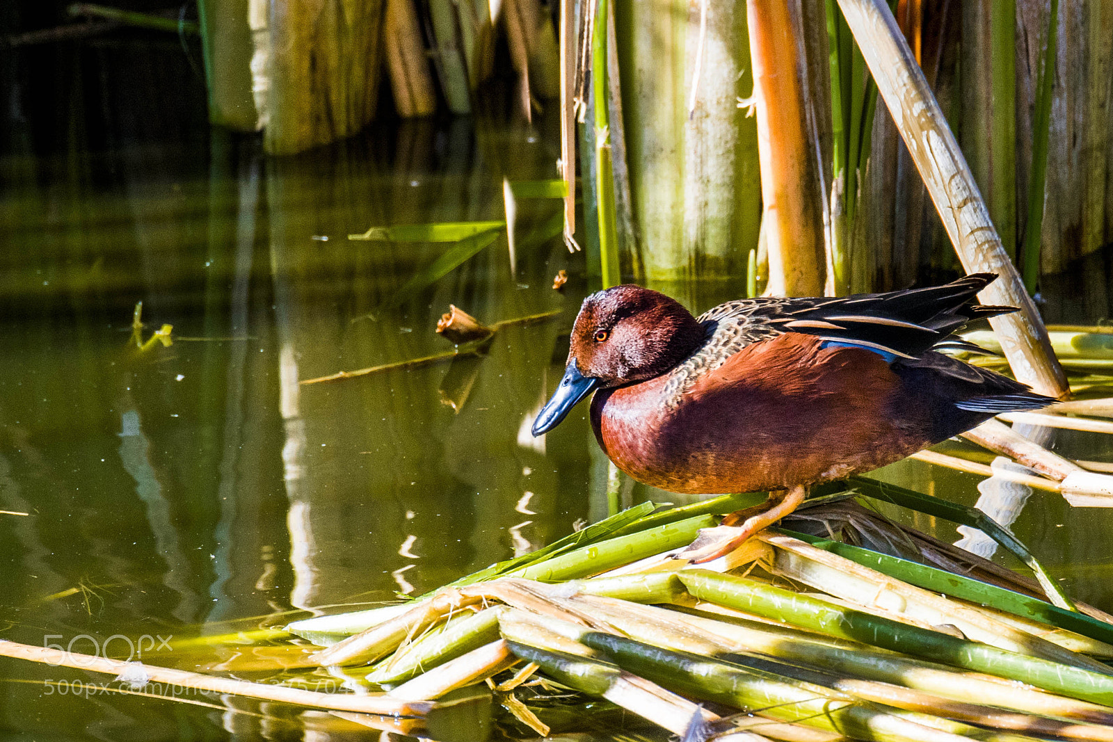Nikon D500 sample photo. Teal photography