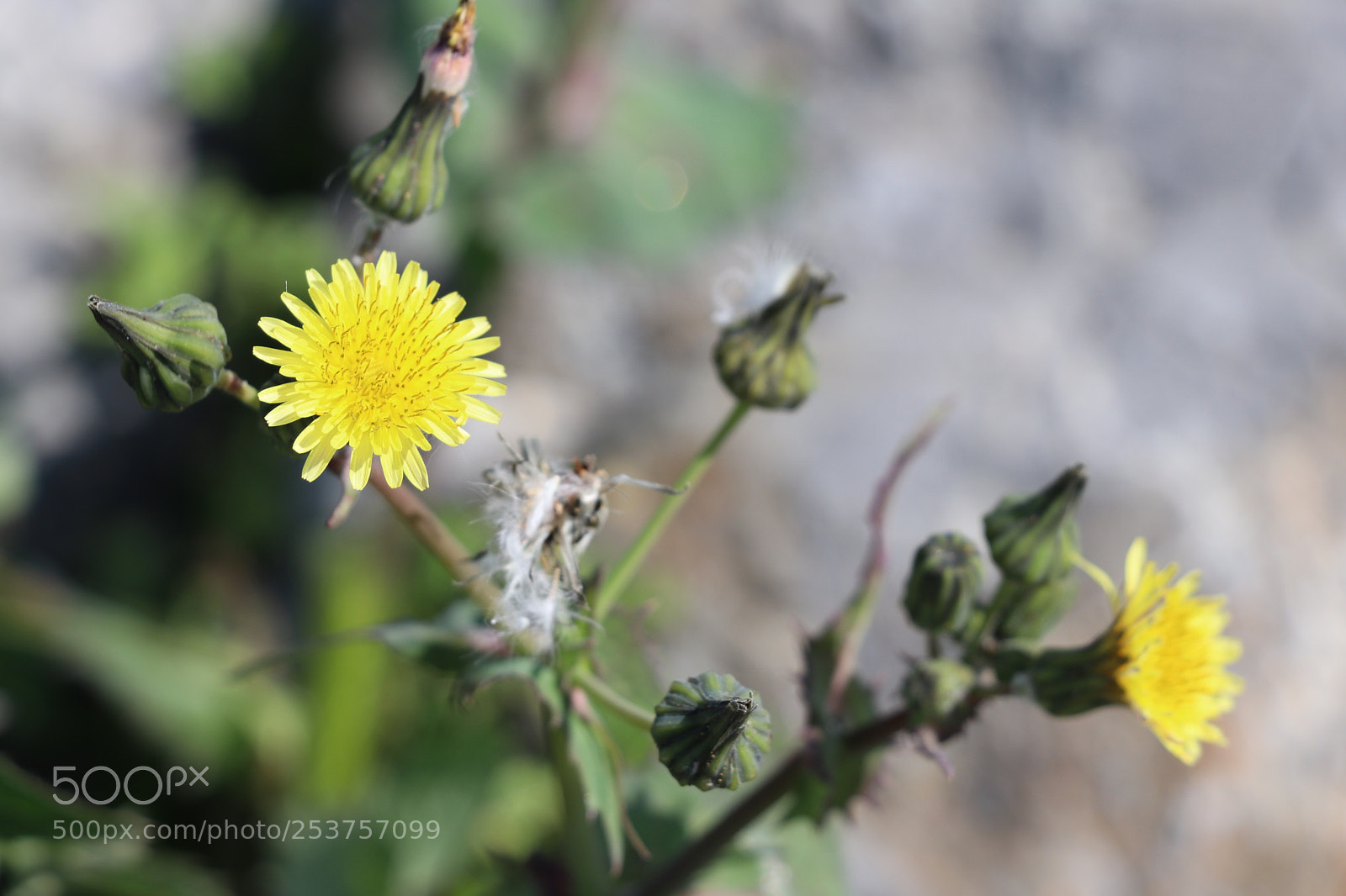 Canon EOS 80D sample photo. Img photography