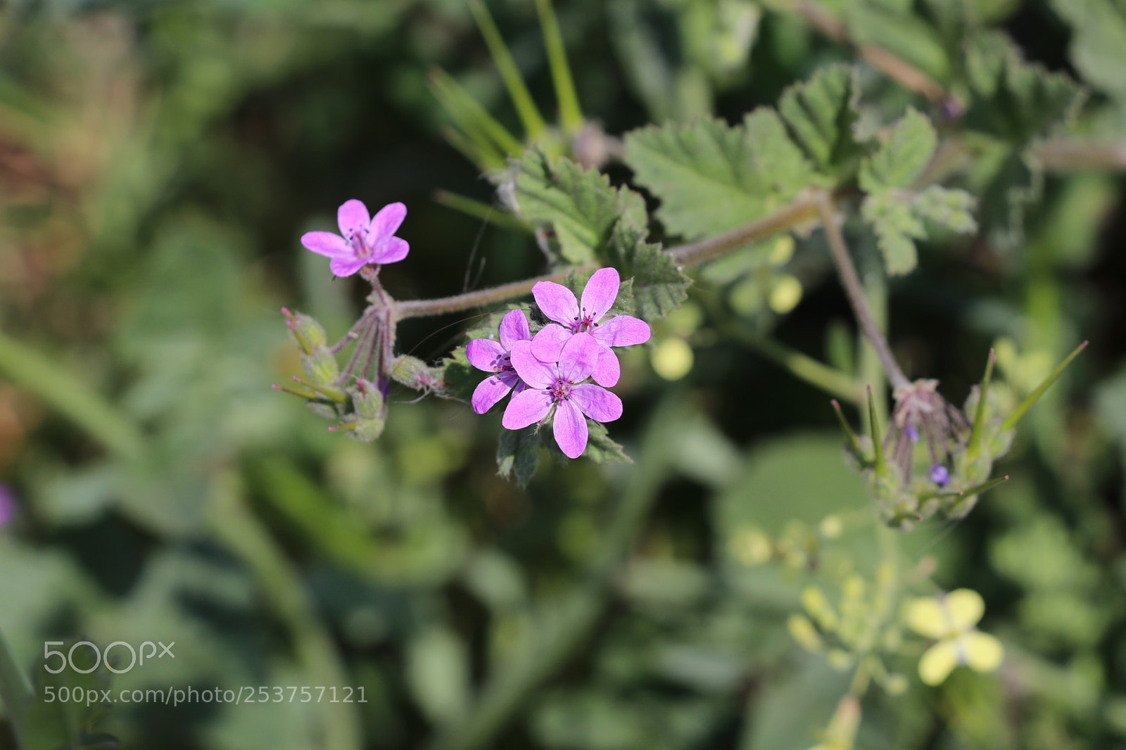 Canon EOS 80D sample photo. Img photography