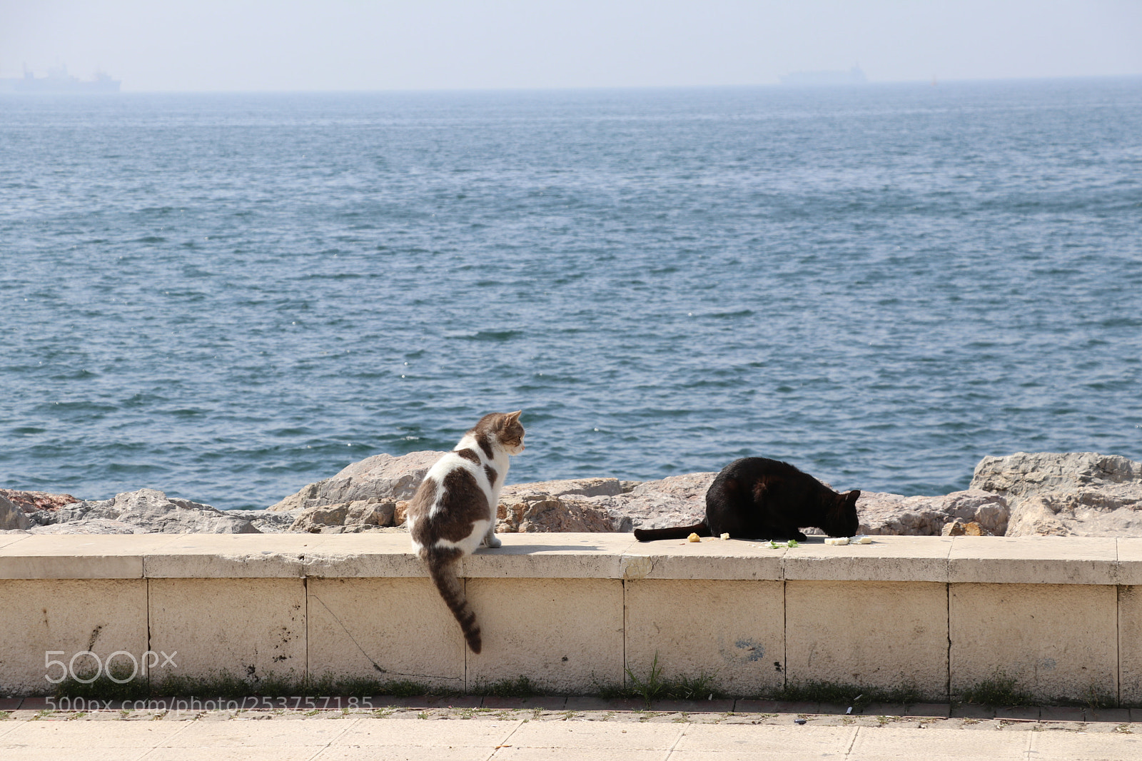 Canon EOS 80D sample photo. Img photography