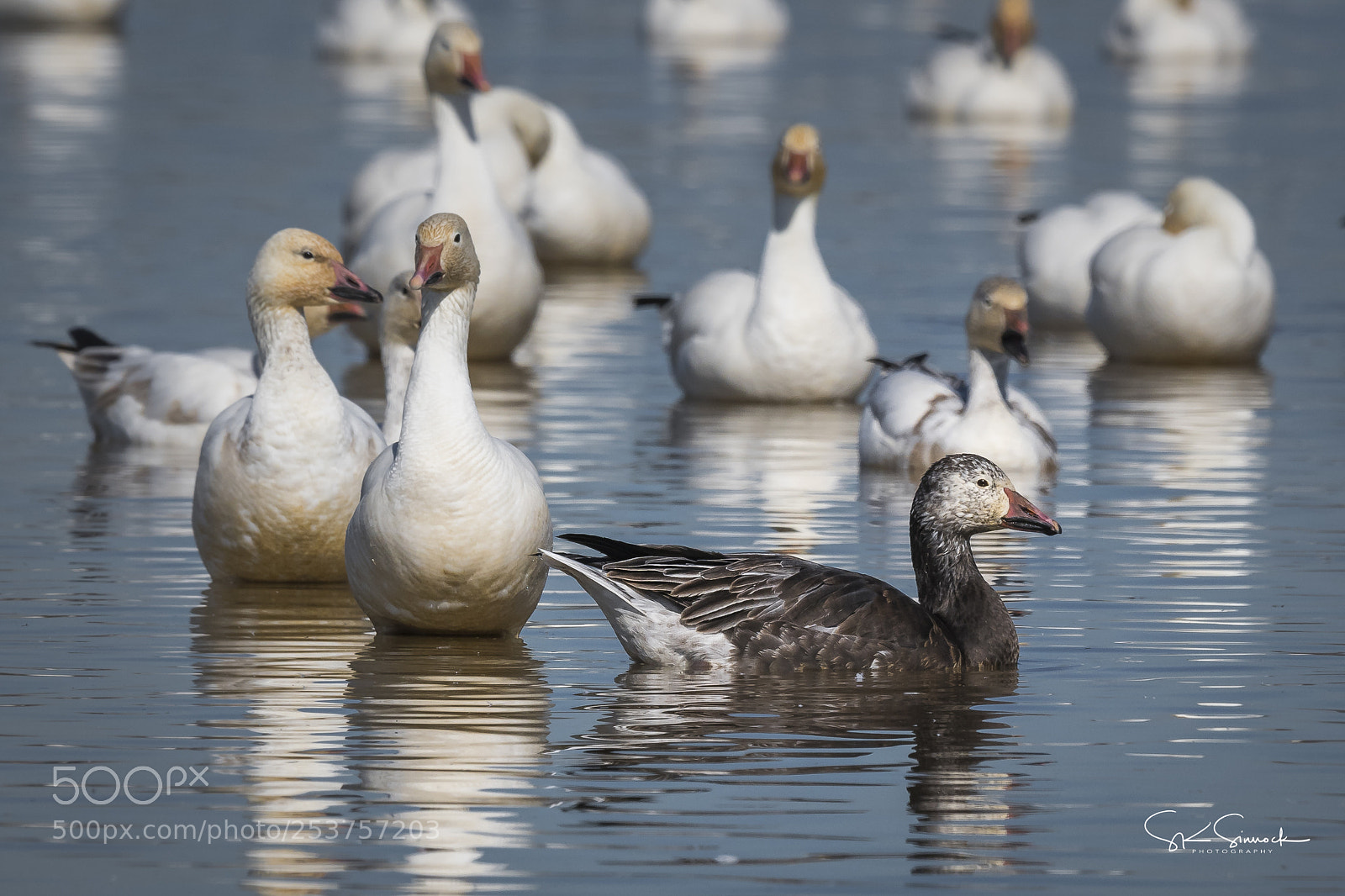 Nikon D850 sample photo. Blue morph snow goose photography
