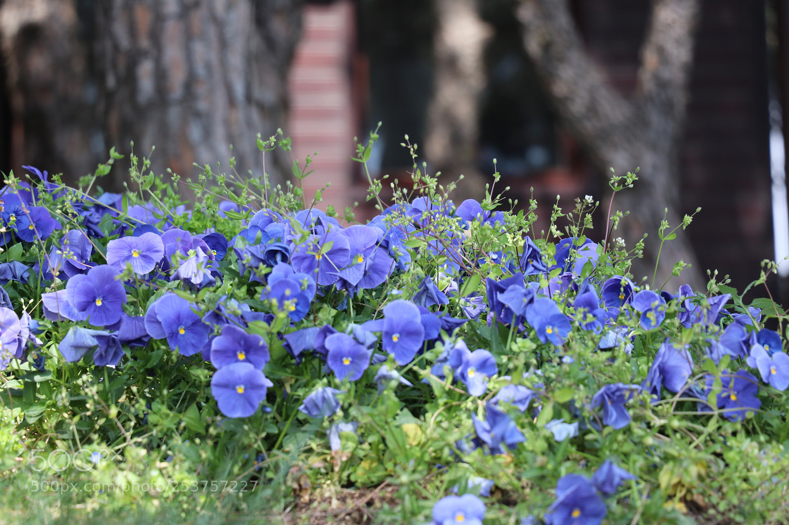 Canon EOS 80D sample photo. Img photography