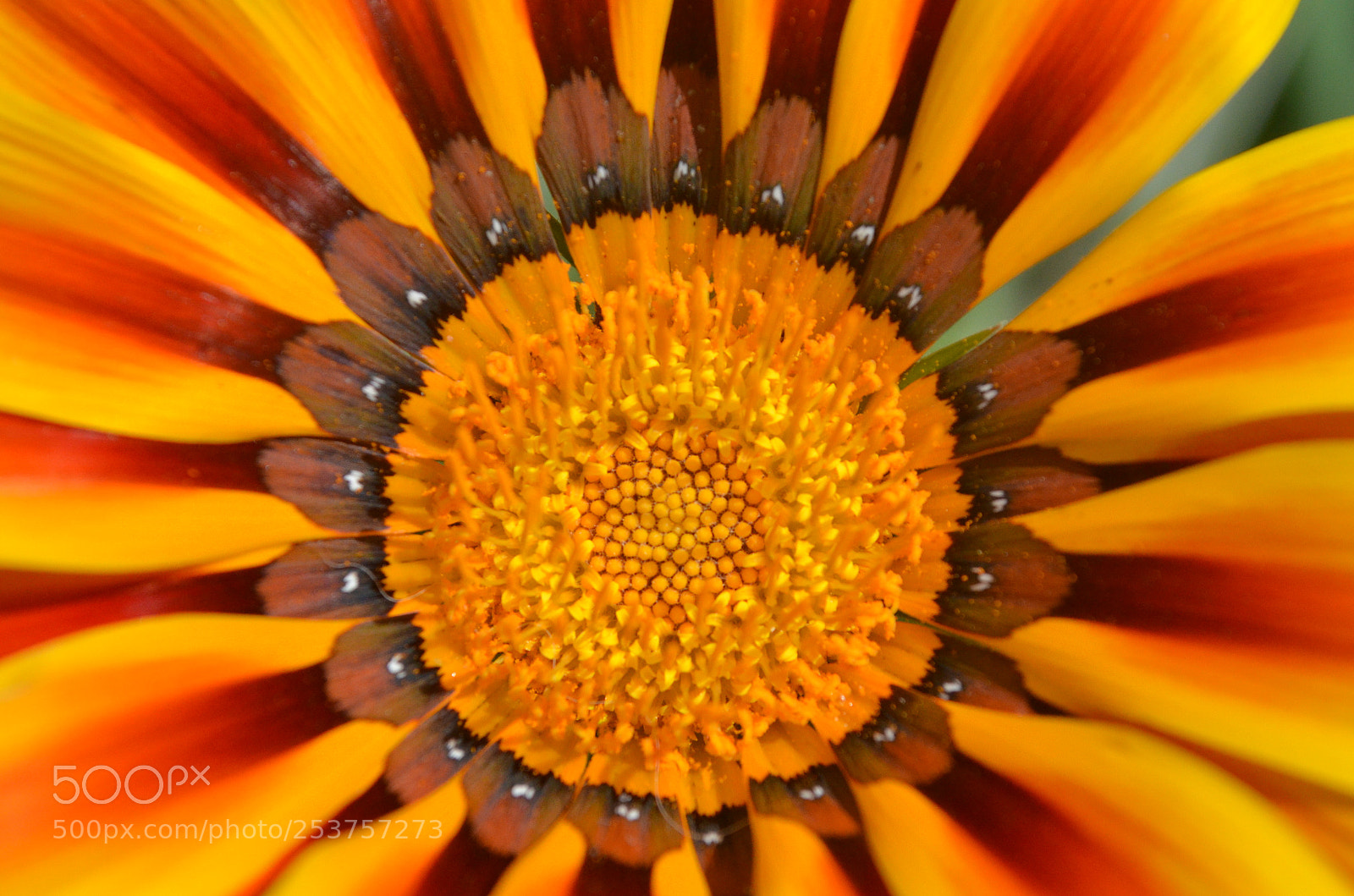 Nikon D5100 sample photo. - photography