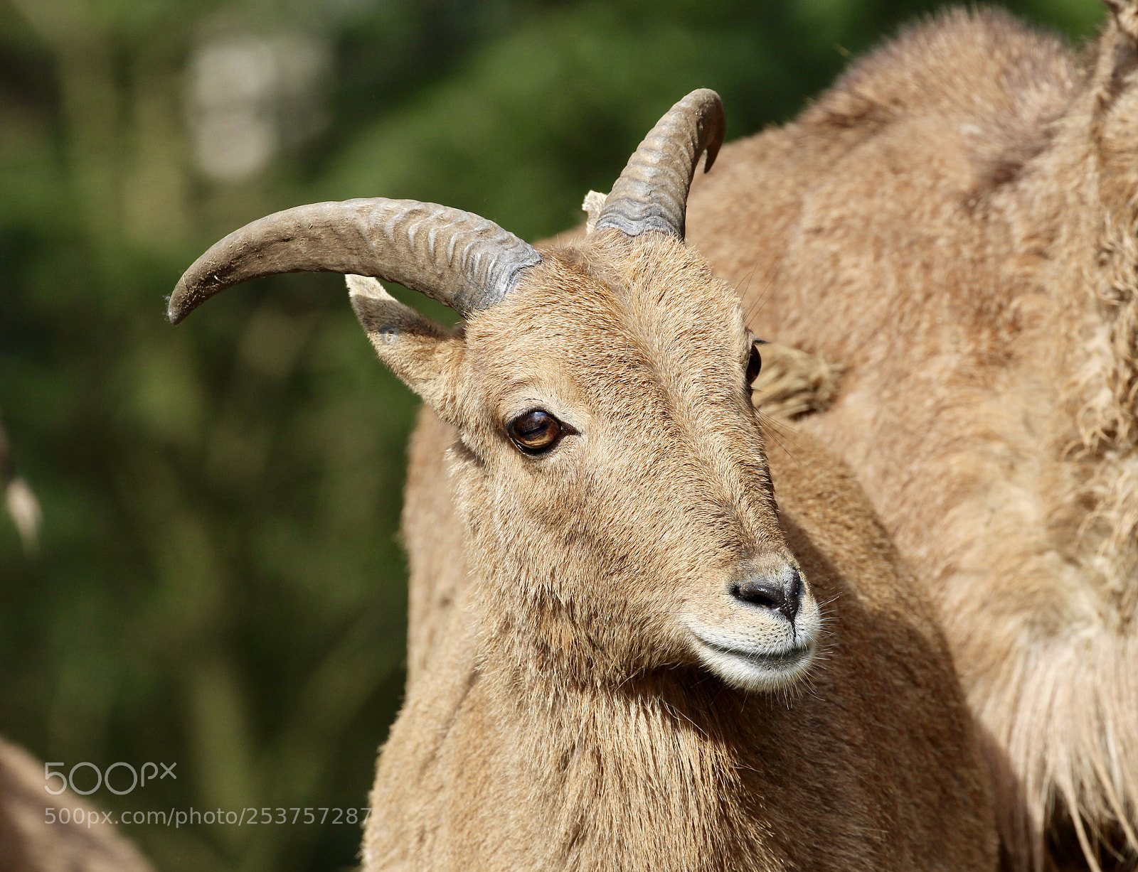 Canon EOS 700D (EOS Rebel T5i / EOS Kiss X7i) sample photo. Springbok photography