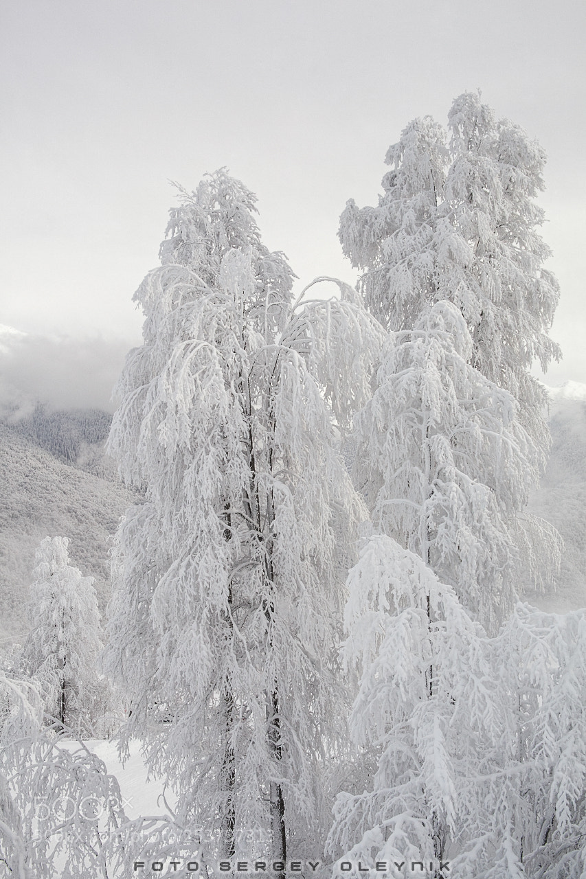 Canon EOS 5D Mark II sample photo. Winter's tale photography