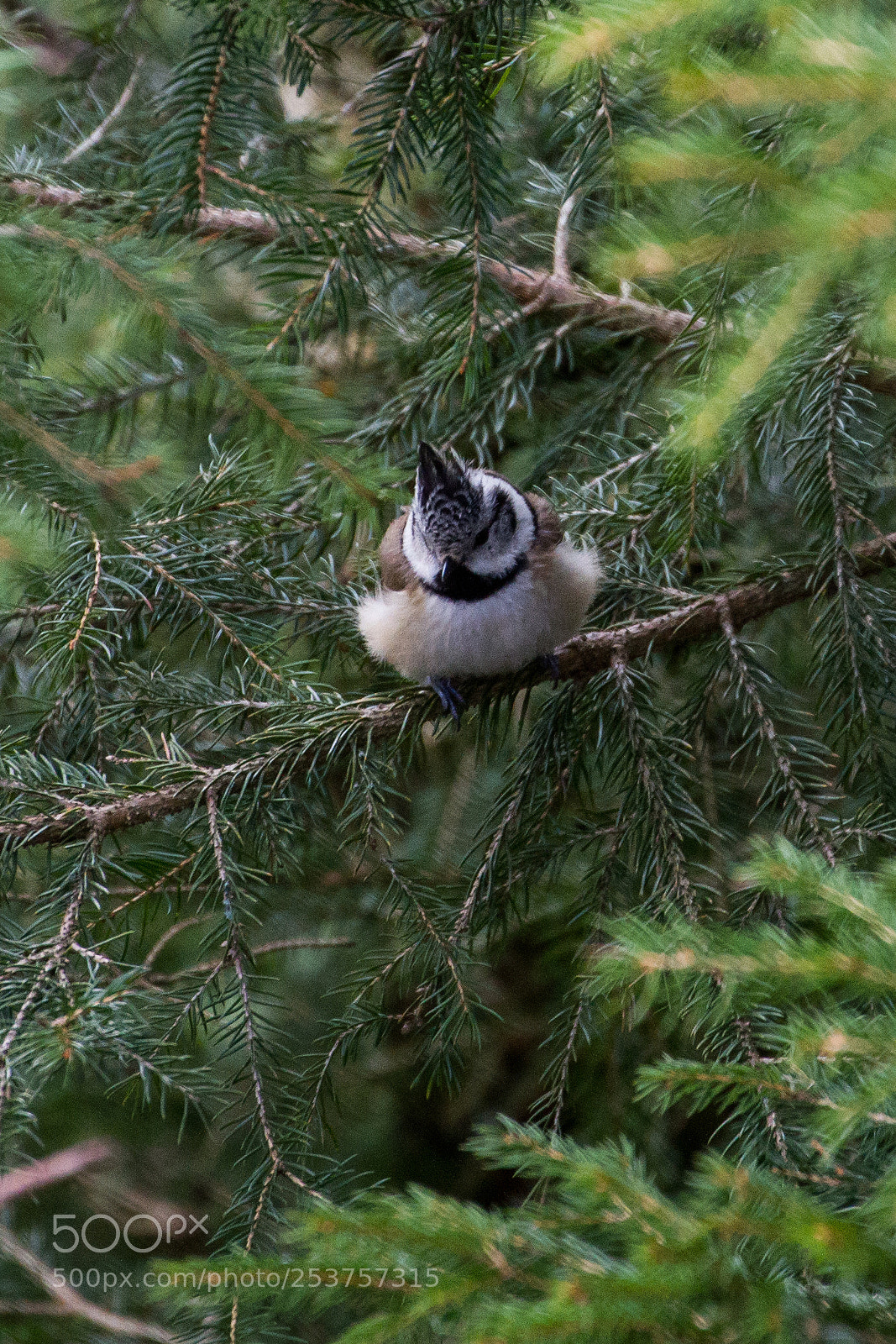 Canon EOS 7D sample photo. Ochsenkopf crested tit 1 photography