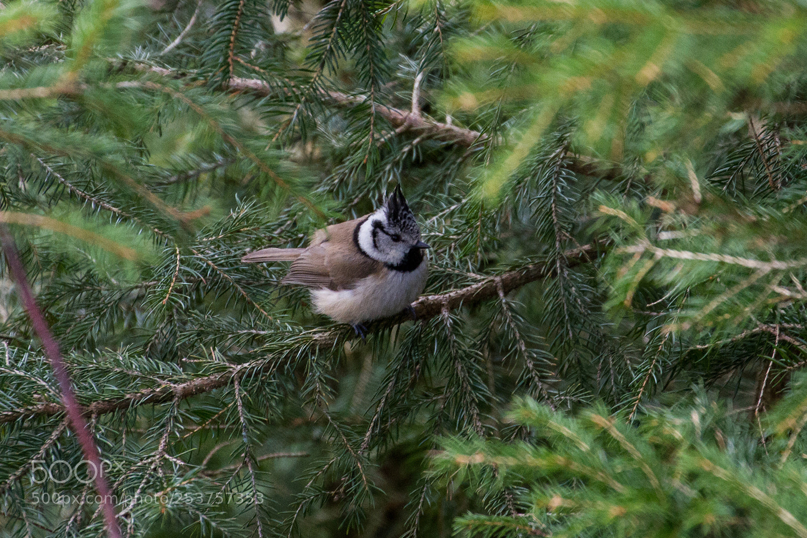 Canon EOS 7D sample photo. Ochsenkopf crested tit 2 photography