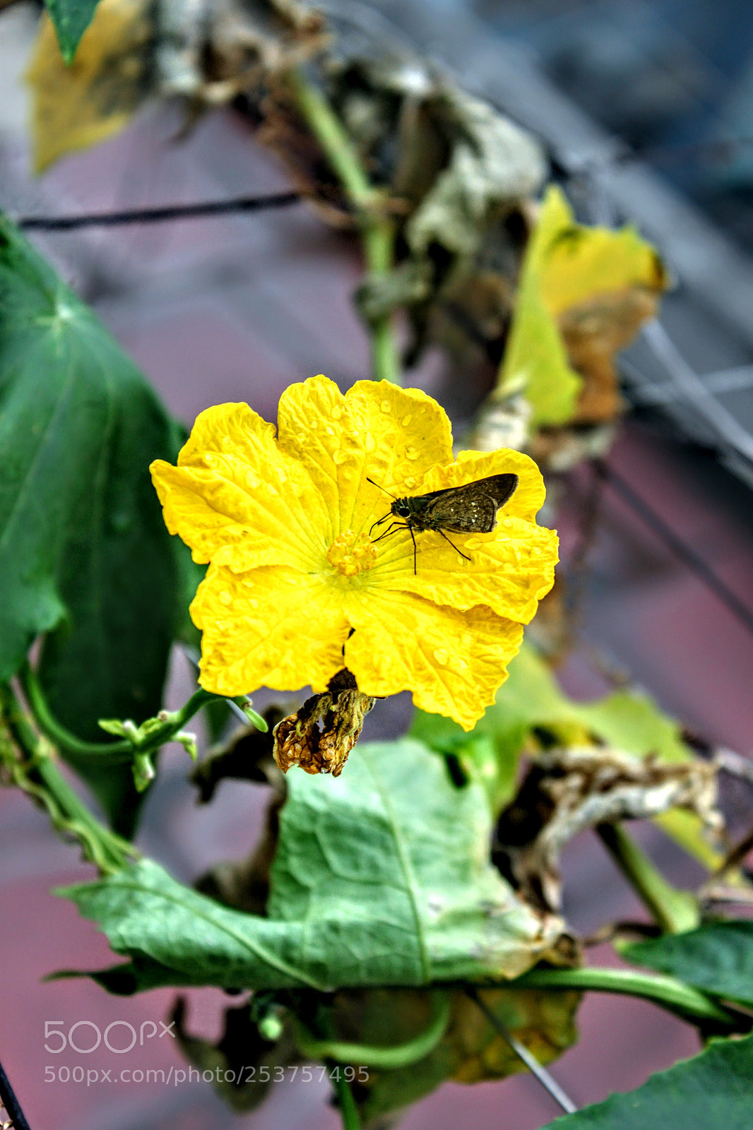Canon EF-S 18-55mm F3.5-5.6 IS sample photo. Butterfly photography