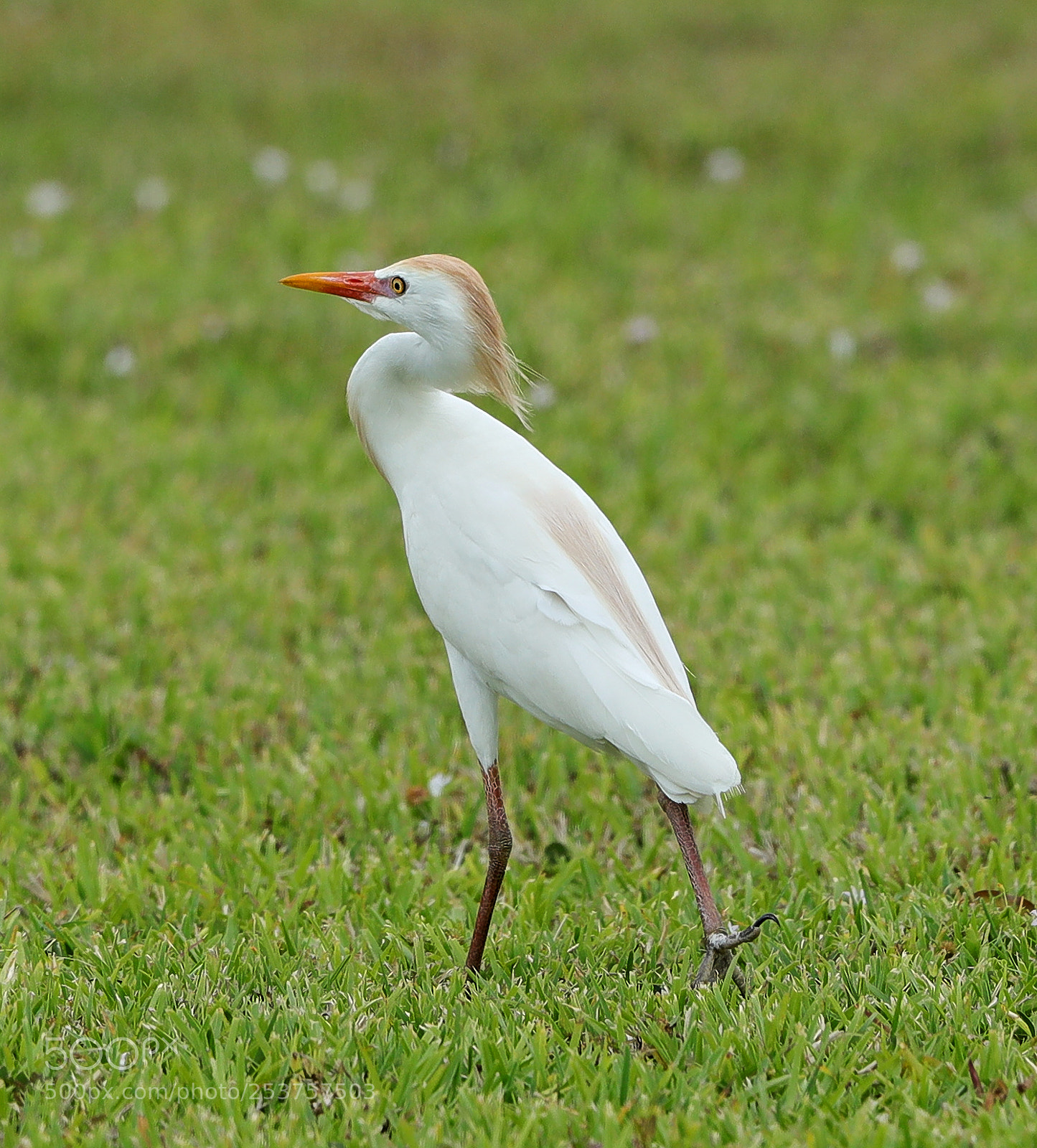 Canon EOS-1D X Mark II sample photo. 04-15-18-0012671.jpg photography