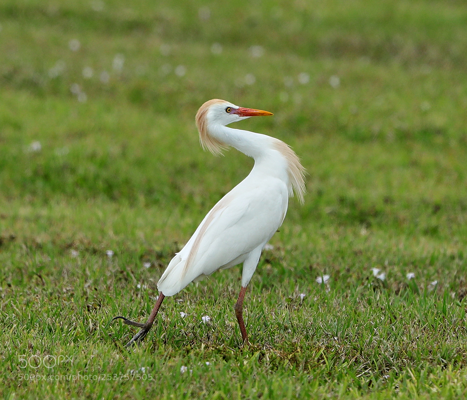Canon EOS-1D X Mark II sample photo. 04-15-18-0012670.jpg photography