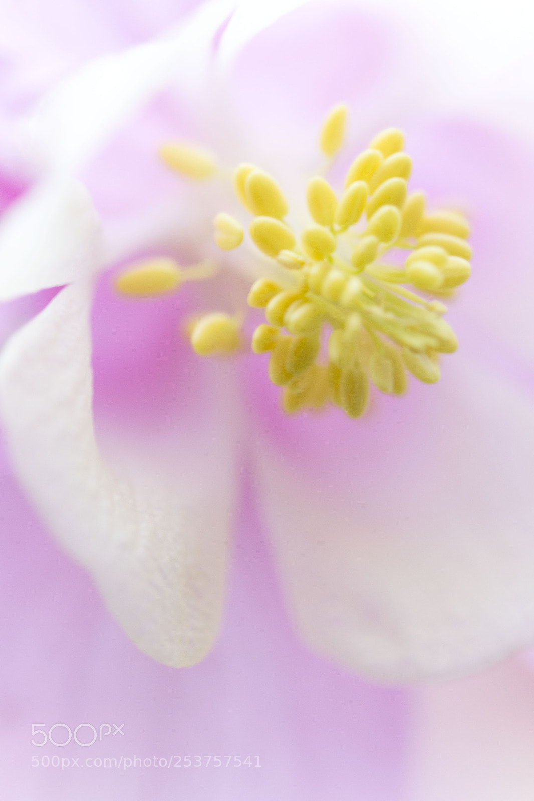 Canon EOS 100D (EOS Rebel SL1 / EOS Kiss X7) sample photo. Aquilegia photography