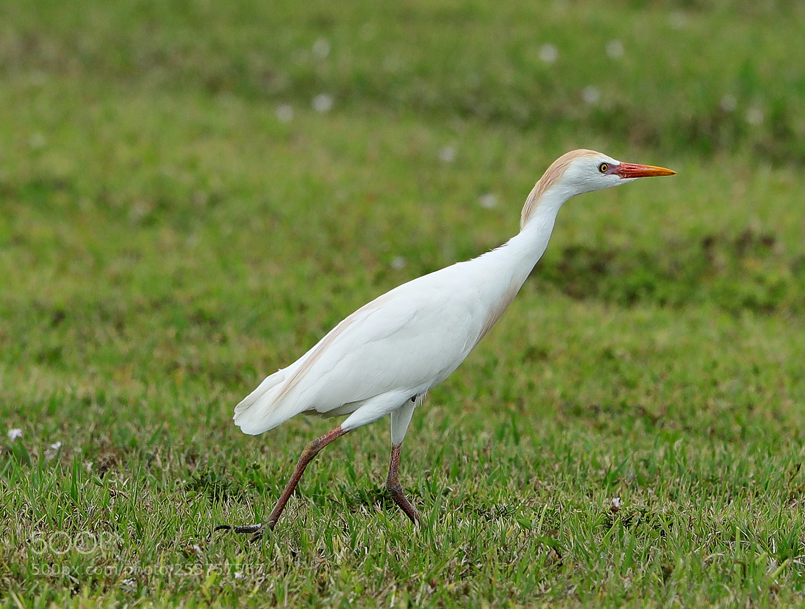 Canon EOS-1D X Mark II sample photo. 04-15-18-0012669.jpg photography