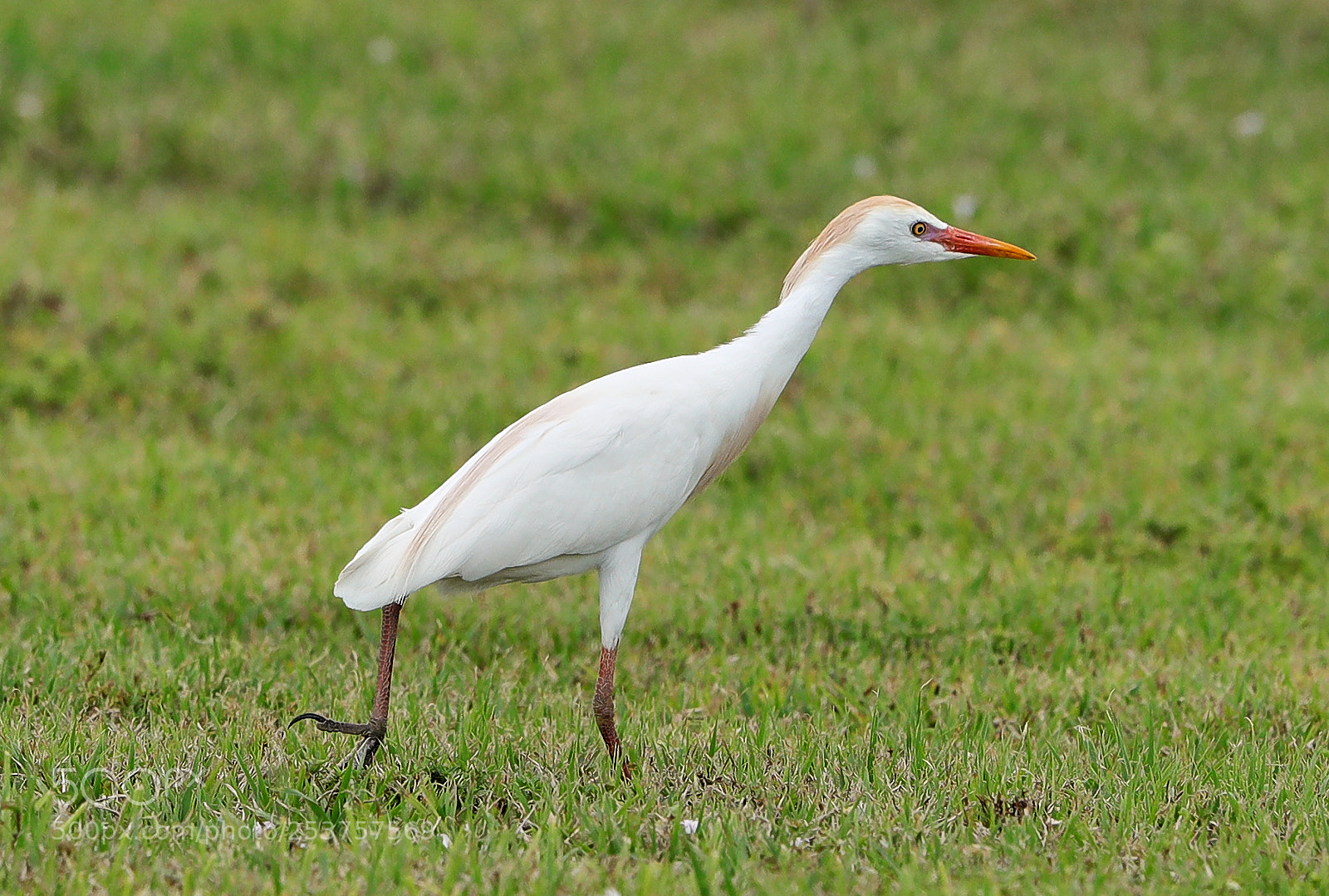 Canon EOS-1D X Mark II sample photo. 04-15-18-0012668.jpg photography