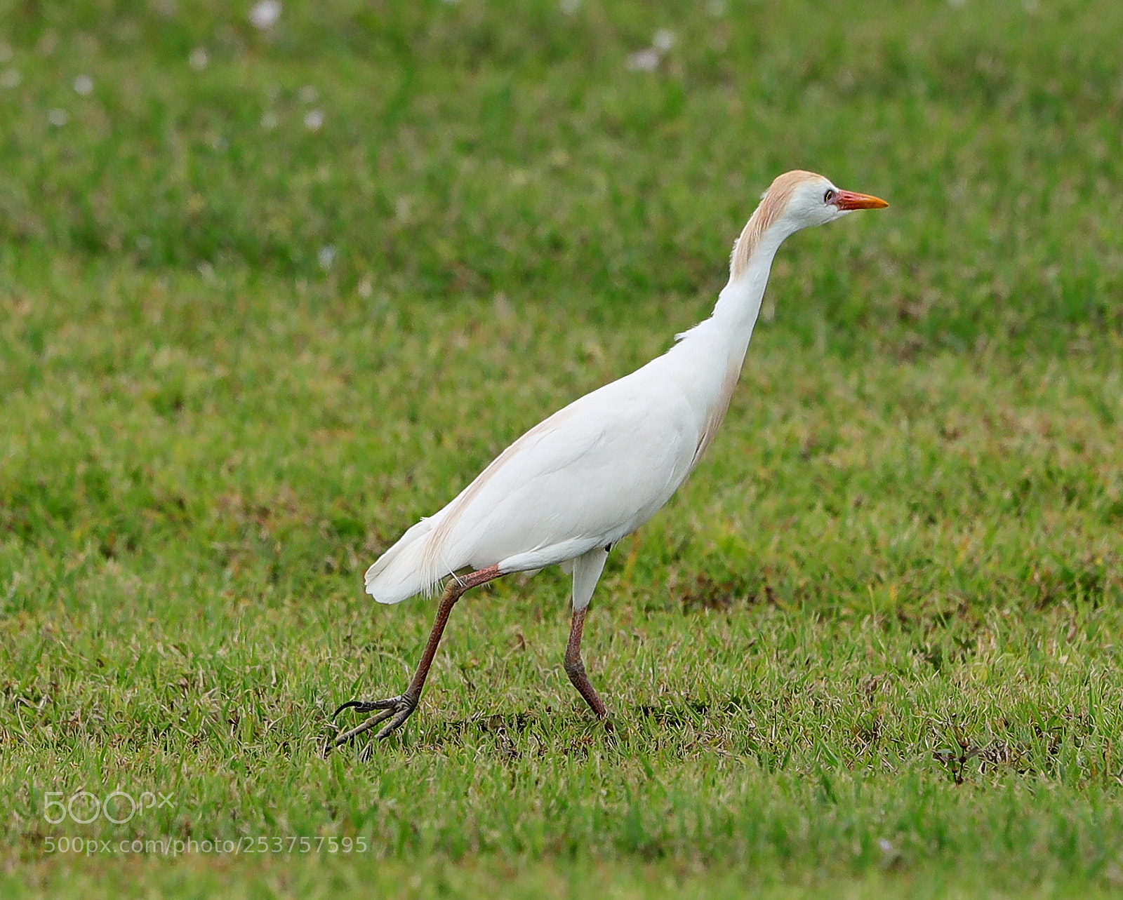 Canon EOS-1D X Mark II sample photo. 04-15-18-0012666.jpg photography