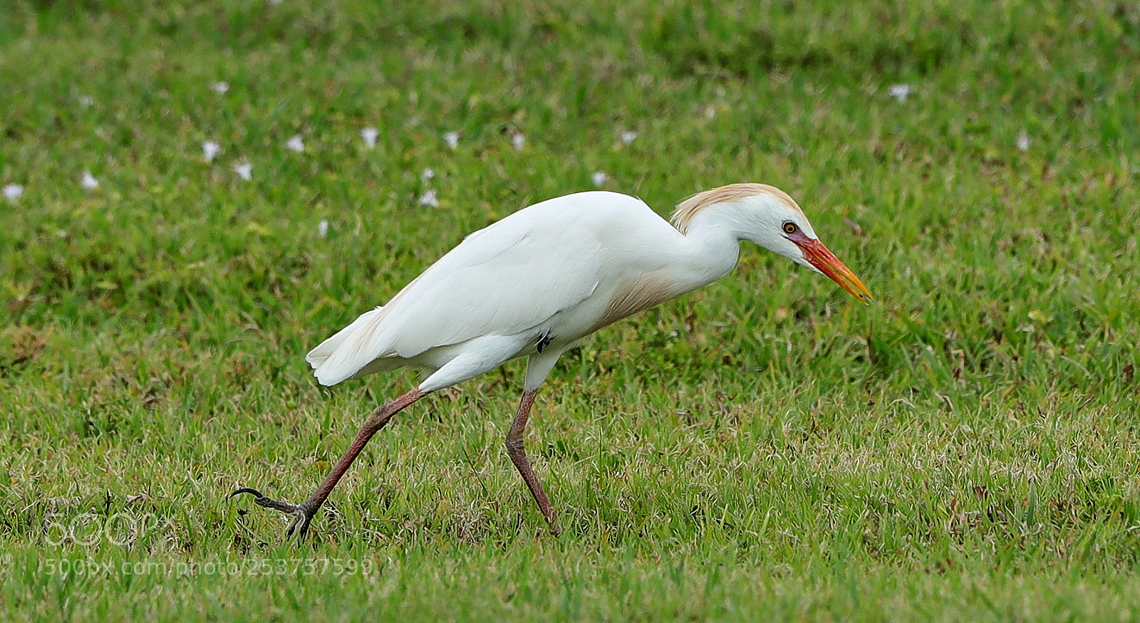Canon EOS-1D X Mark II sample photo. 04-15-18-0012665.jpg photography