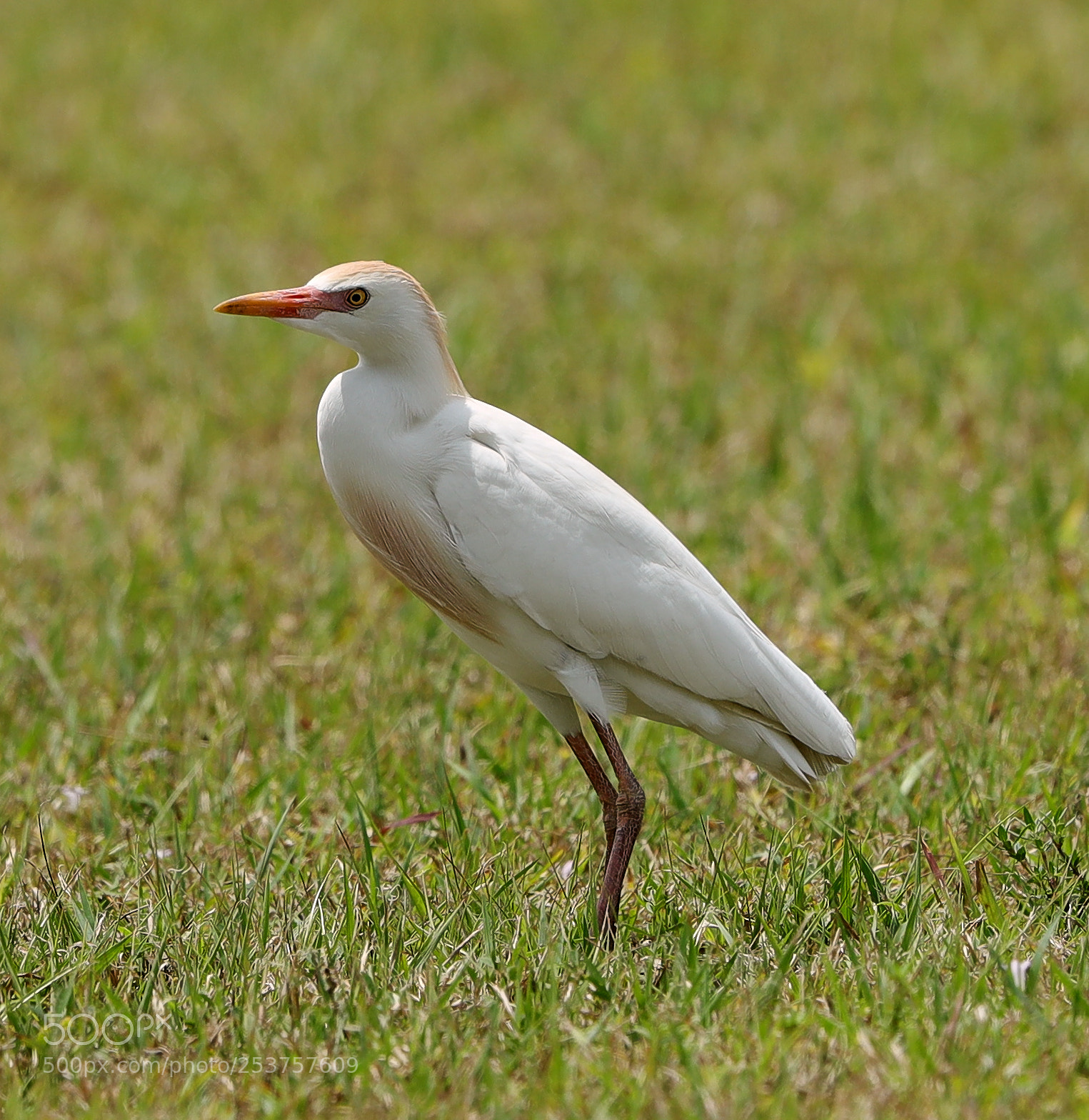 Canon EOS-1D X Mark II sample photo. 04-15-18-0012661.jpg photography