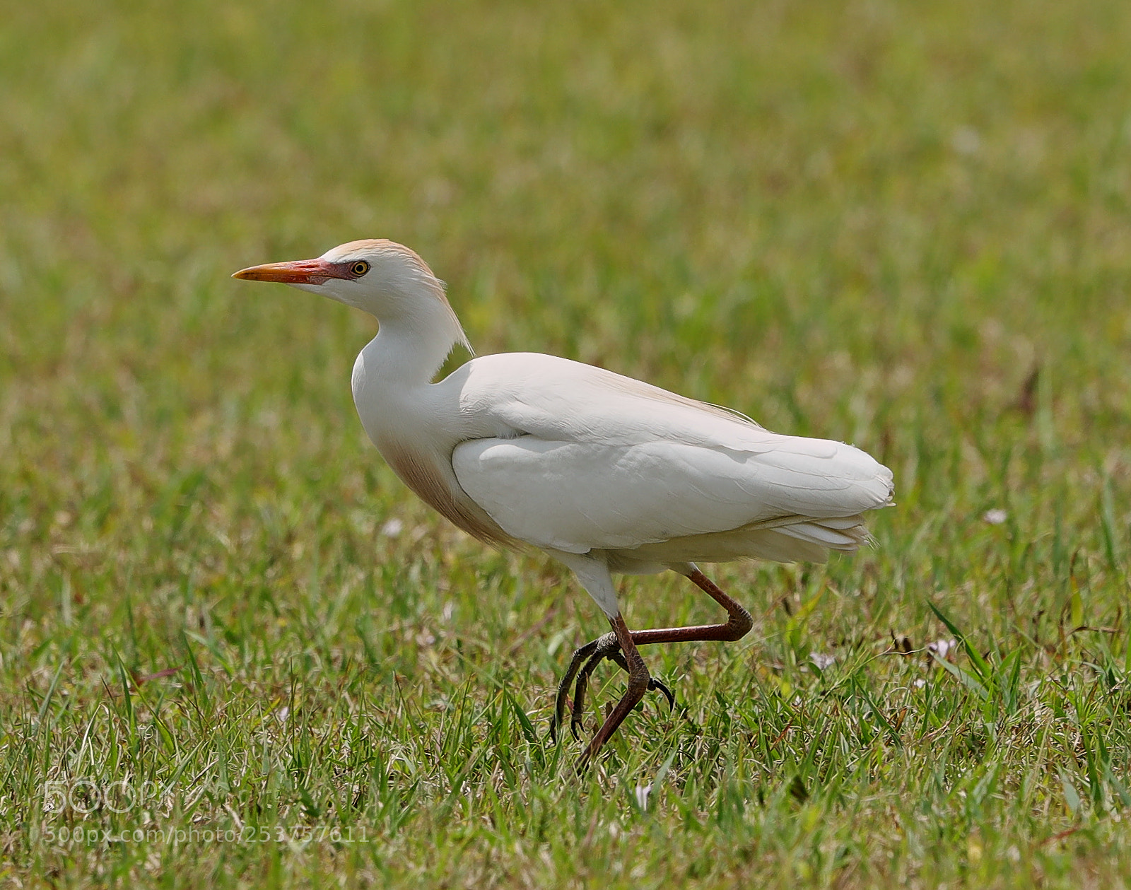 Canon EOS-1D X Mark II sample photo. 04-15-18-0012662.jpg photography