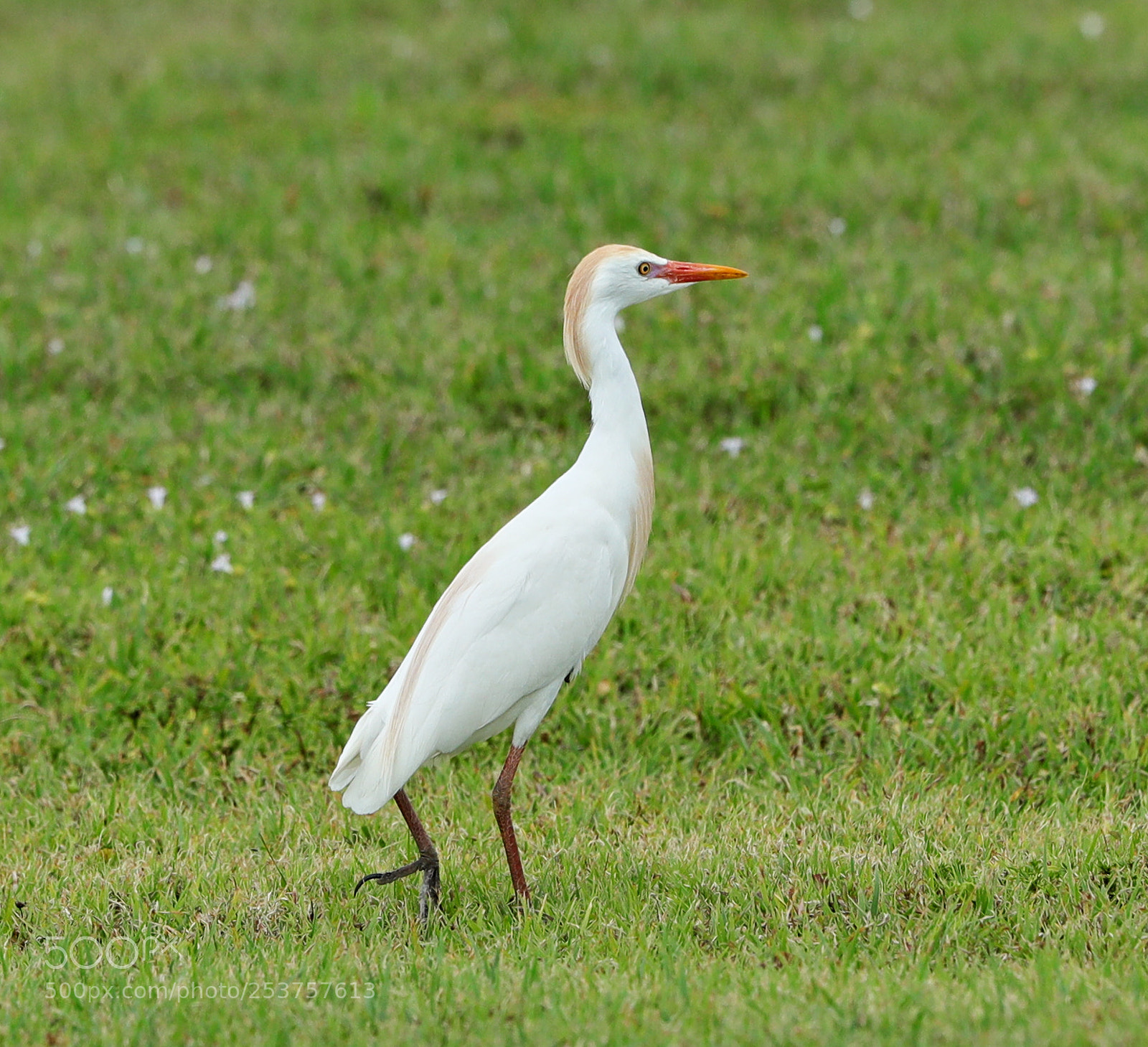 Canon EOS-1D X Mark II sample photo. 04-15-18-0012663.jpg photography