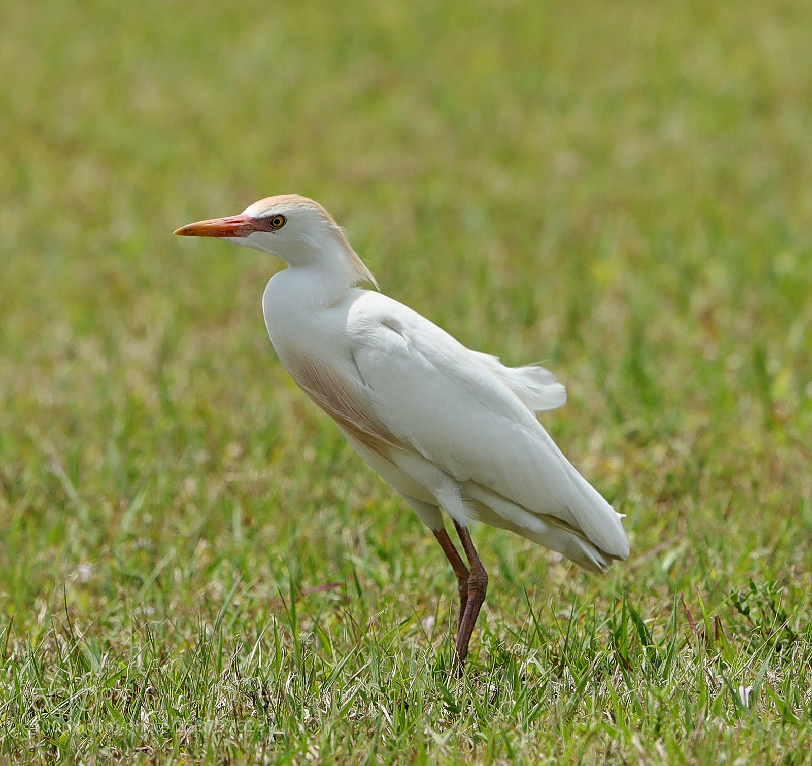 Canon EOS-1D X Mark II sample photo. 04-15-18-0012660.jpg photography