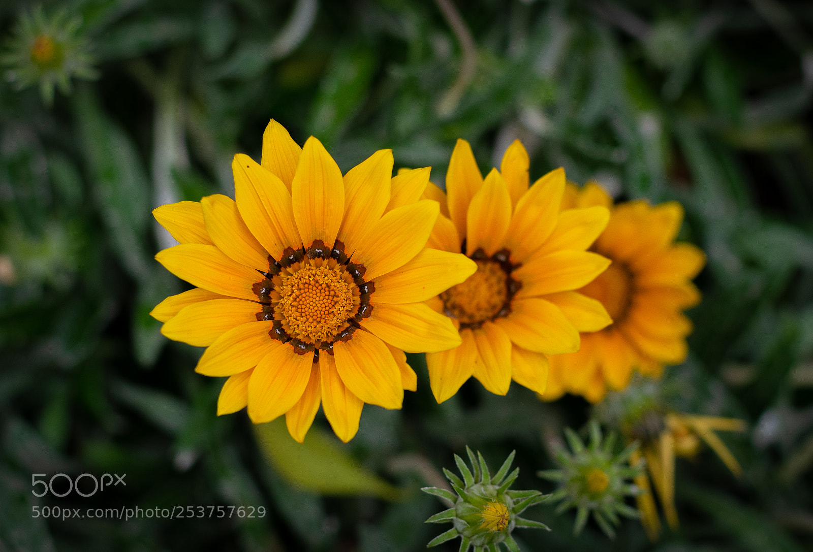 Nikon D5300 sample photo. Bokehlicious flowers photography