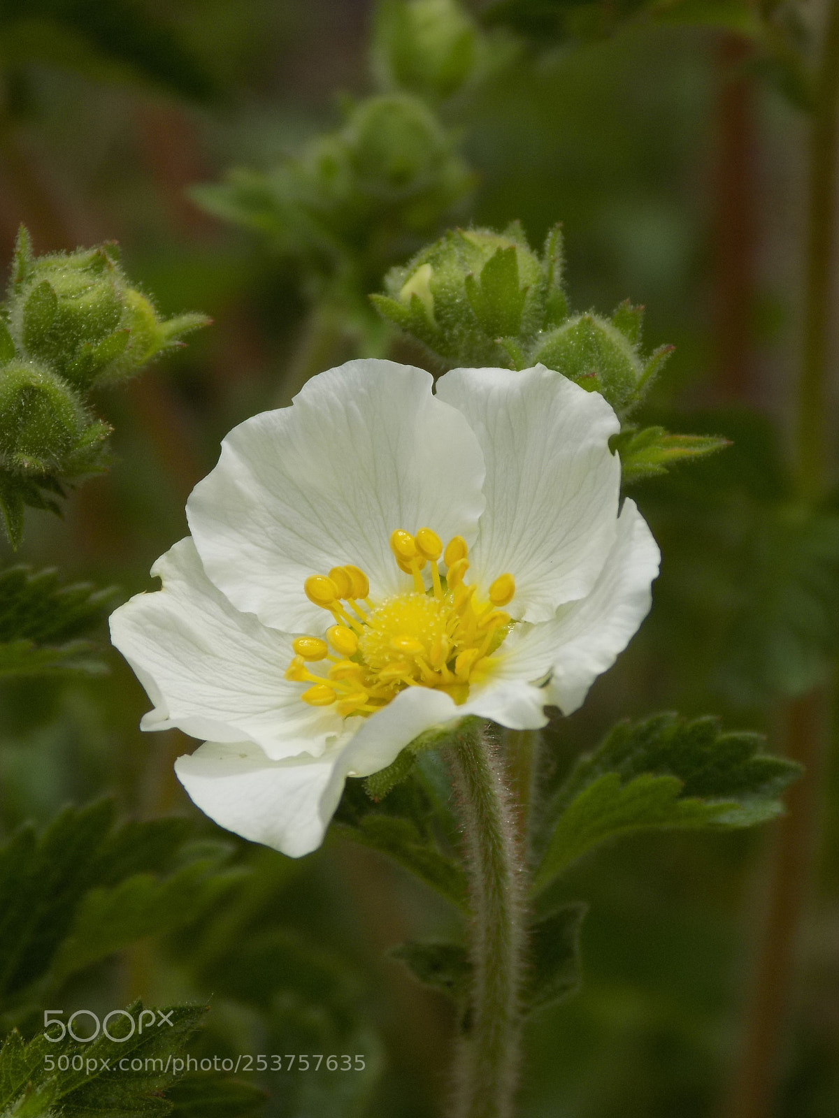 Nikon COOLPIX L340 sample photo. Sweet white flower photography