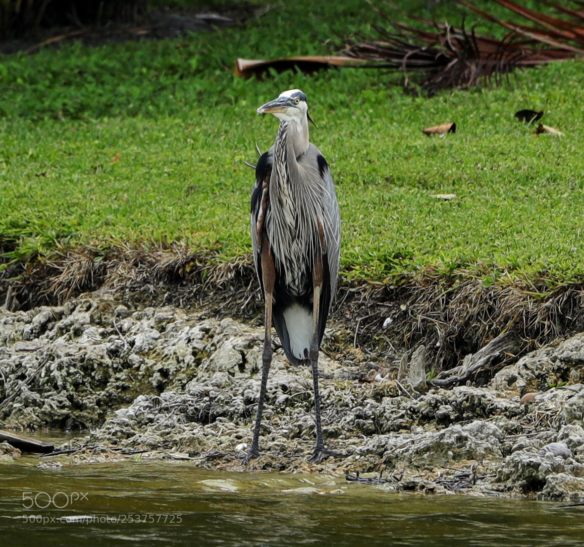 Canon EOS-1D X Mark II sample photo. 04-15-18-0012641.jpg photography
