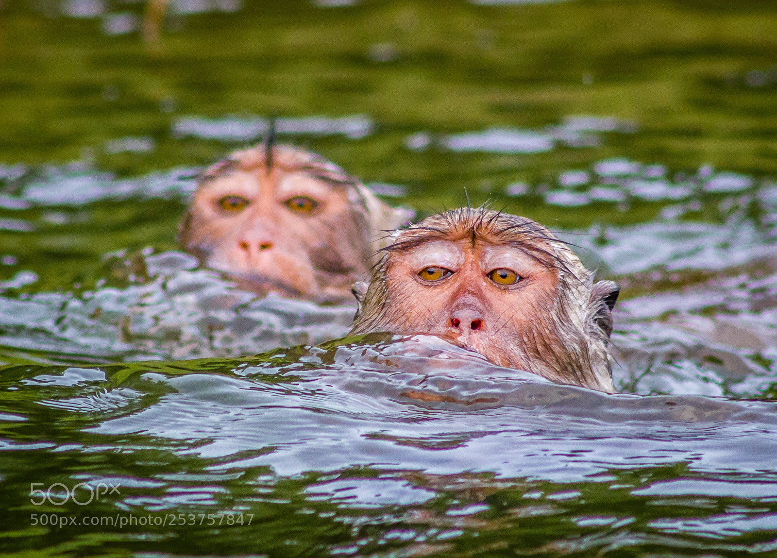 Canon EOS 550D (EOS Rebel T2i / EOS Kiss X4) sample photo. Swimming macaque monkeys photography